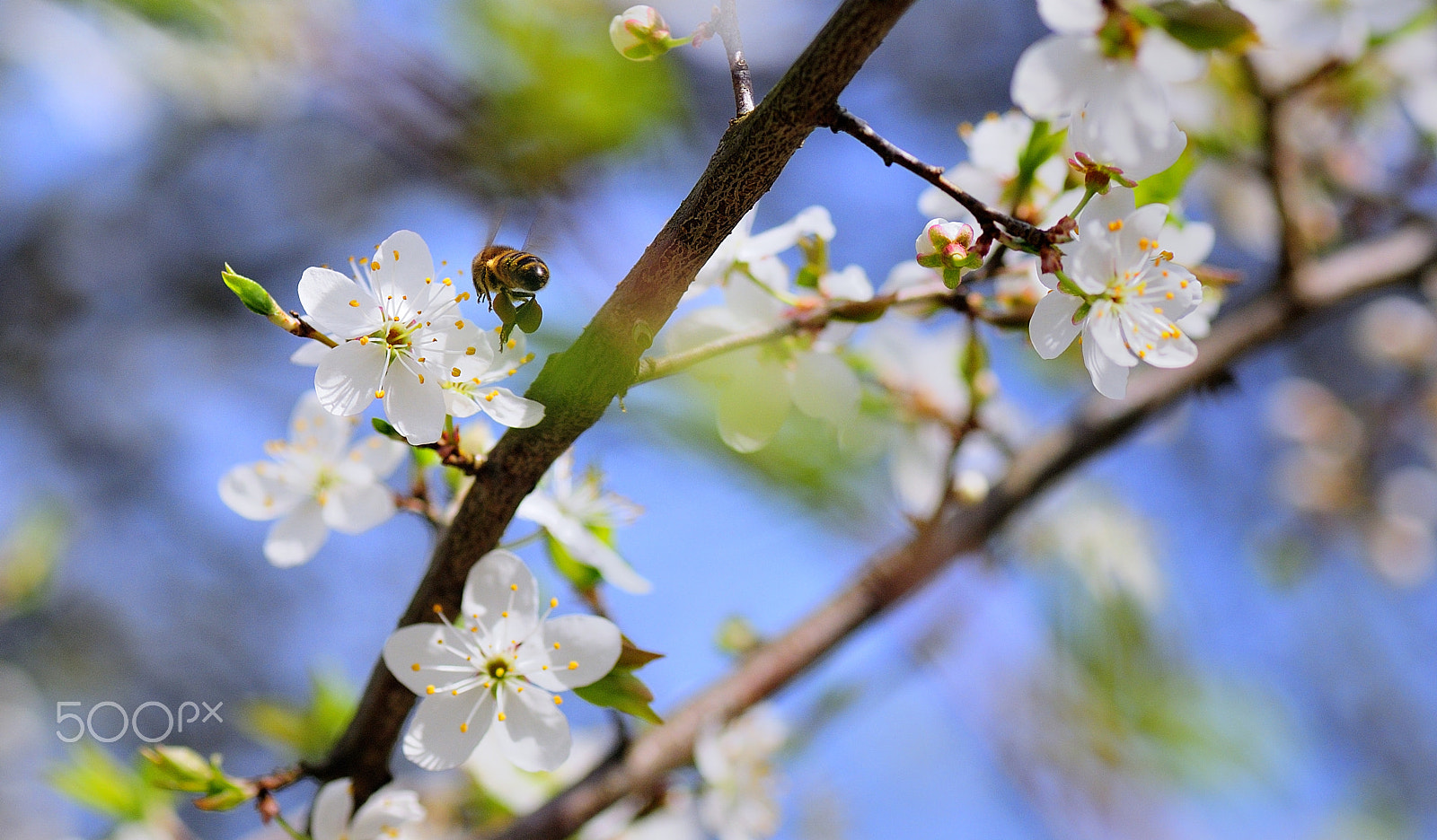 Nikon D300S sample photo. Spring work photography