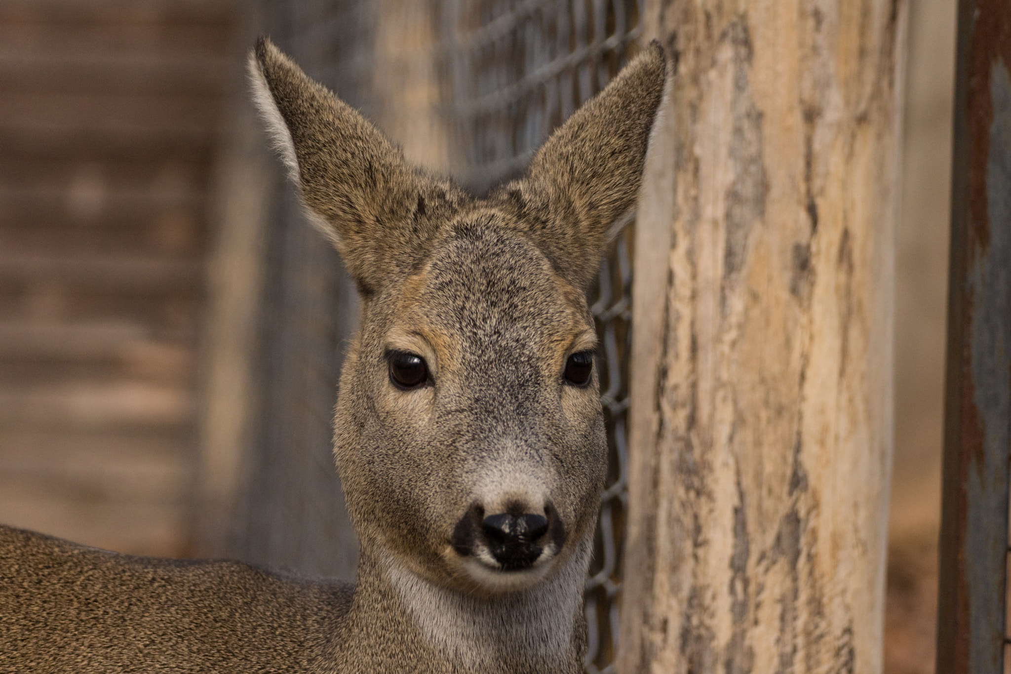 Tamron SP 70-300mm F4-5.6 Di USD sample photo. Deer photography