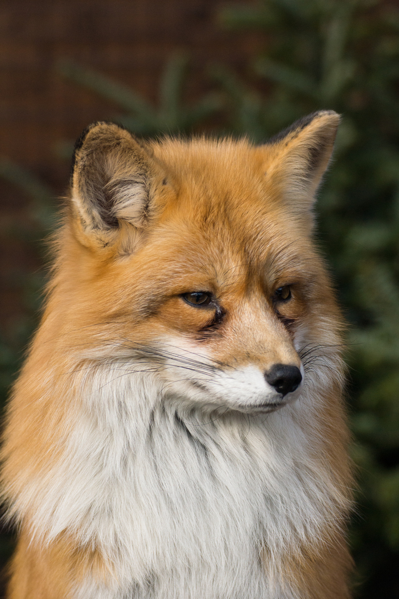 Tamron SP 70-300mm F4-5.6 Di USD sample photo. (fire)fox photography