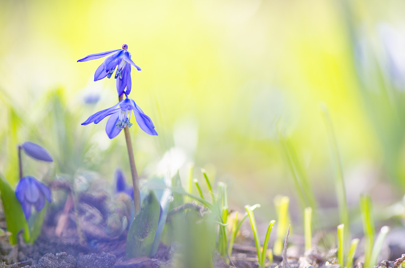Nikon AF-S Micro-Nikkor 105mm F2.8G IF-ED VR sample photo. **\ photography