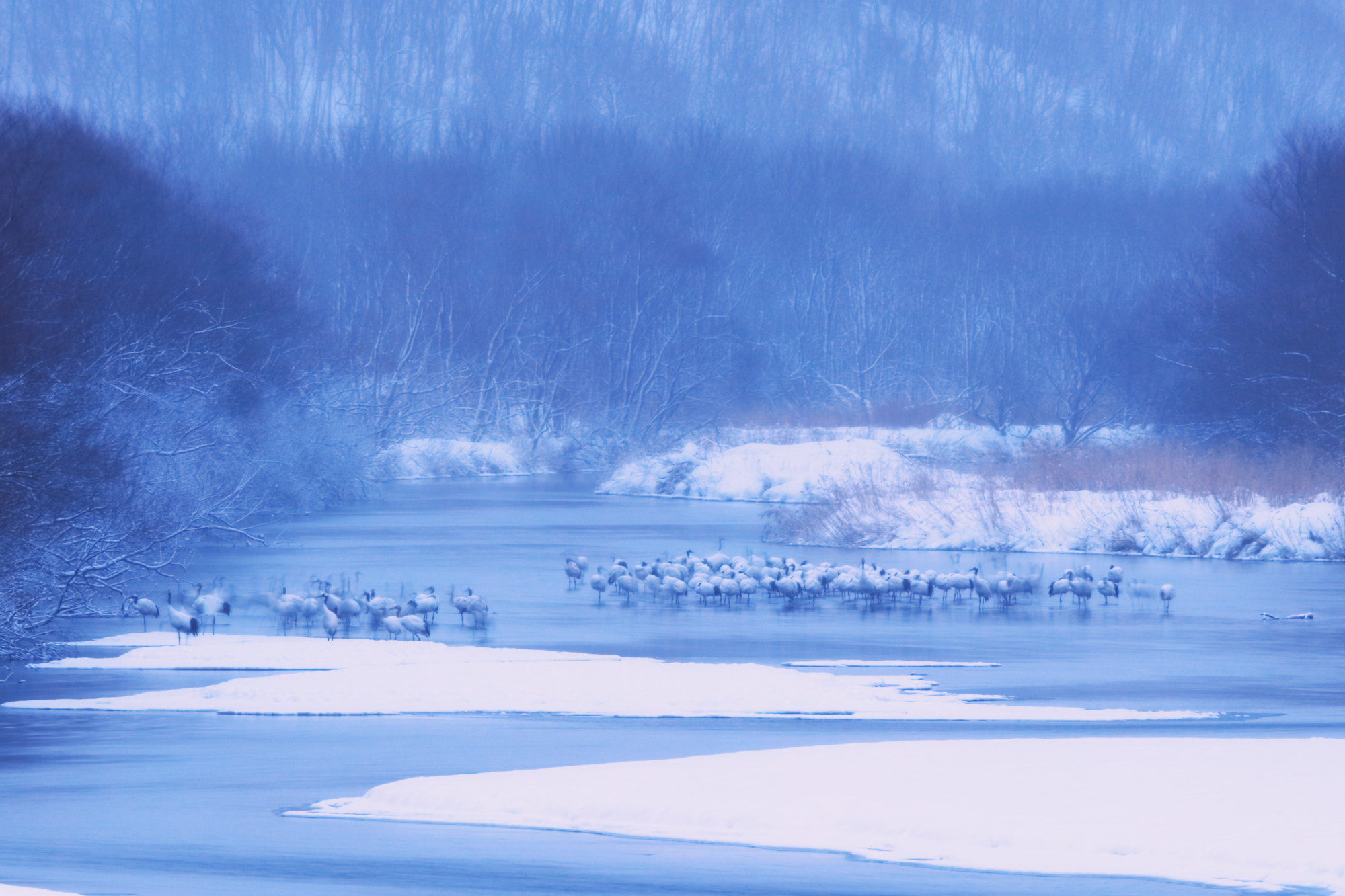 Canon EF 400mm F2.8L IS II USM sample photo. Crane photography