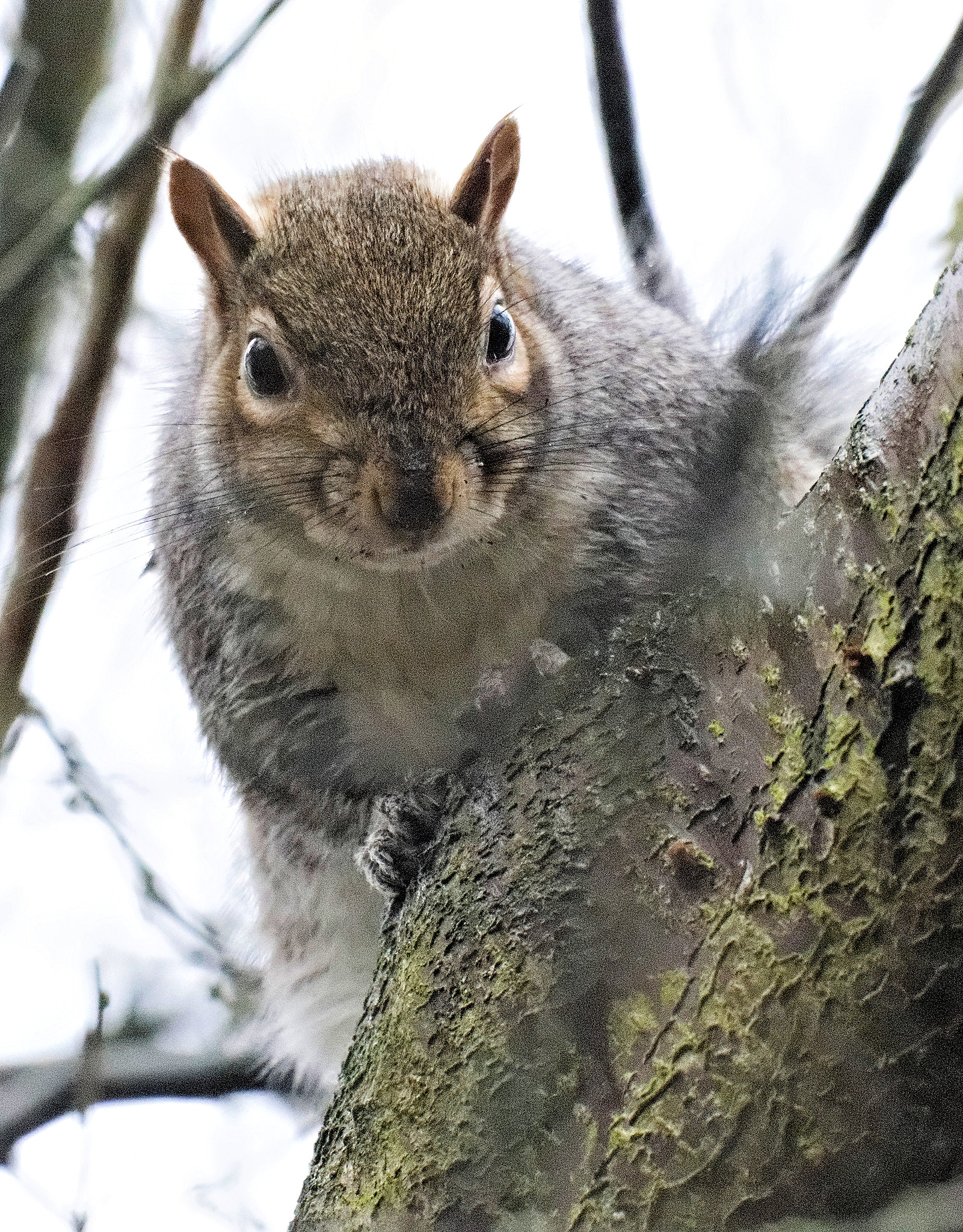 150-600mm F5-6.3 DG OS HSM | Contemporary 015 sample photo. Eastern gray squirrel (sciurus carolinensis) photography