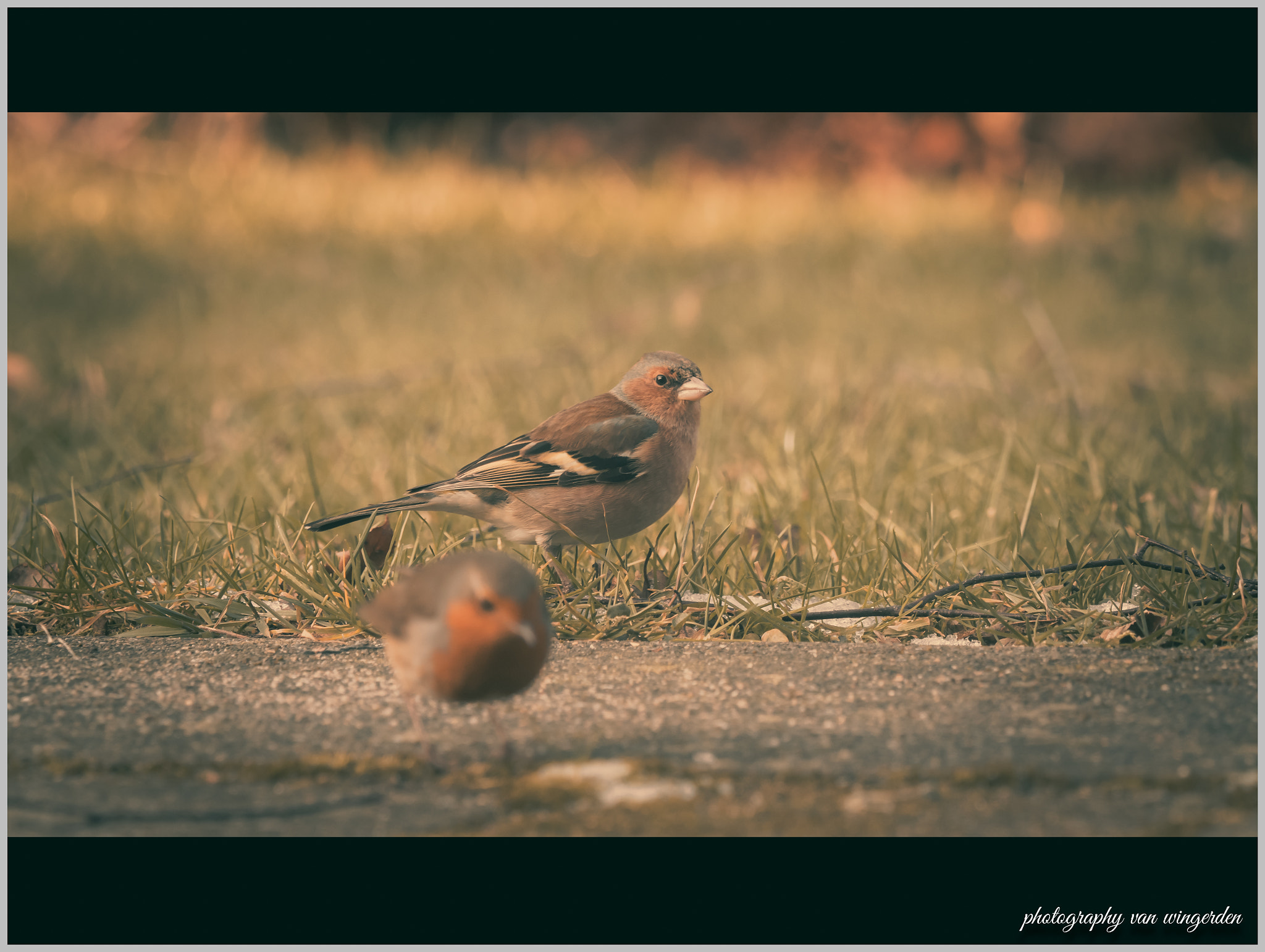 Olympus OM-D E-M1 Mark II + Olympus M.Zuiko Digital ED 40-150mm F2.8 Pro sample photo. Bird photography