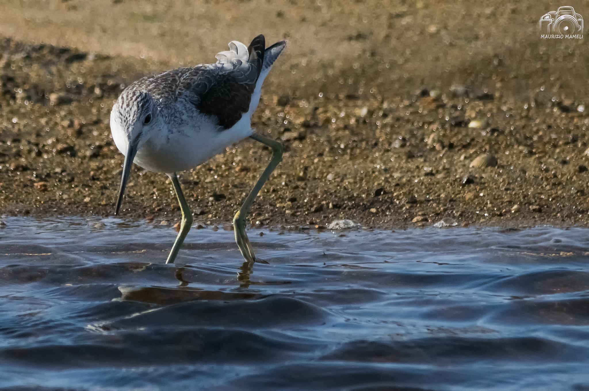 Pentax K-3 + Sigma 150-500mm F5-6.3 DG OS HSM sample photo. Tringa nebularia photography