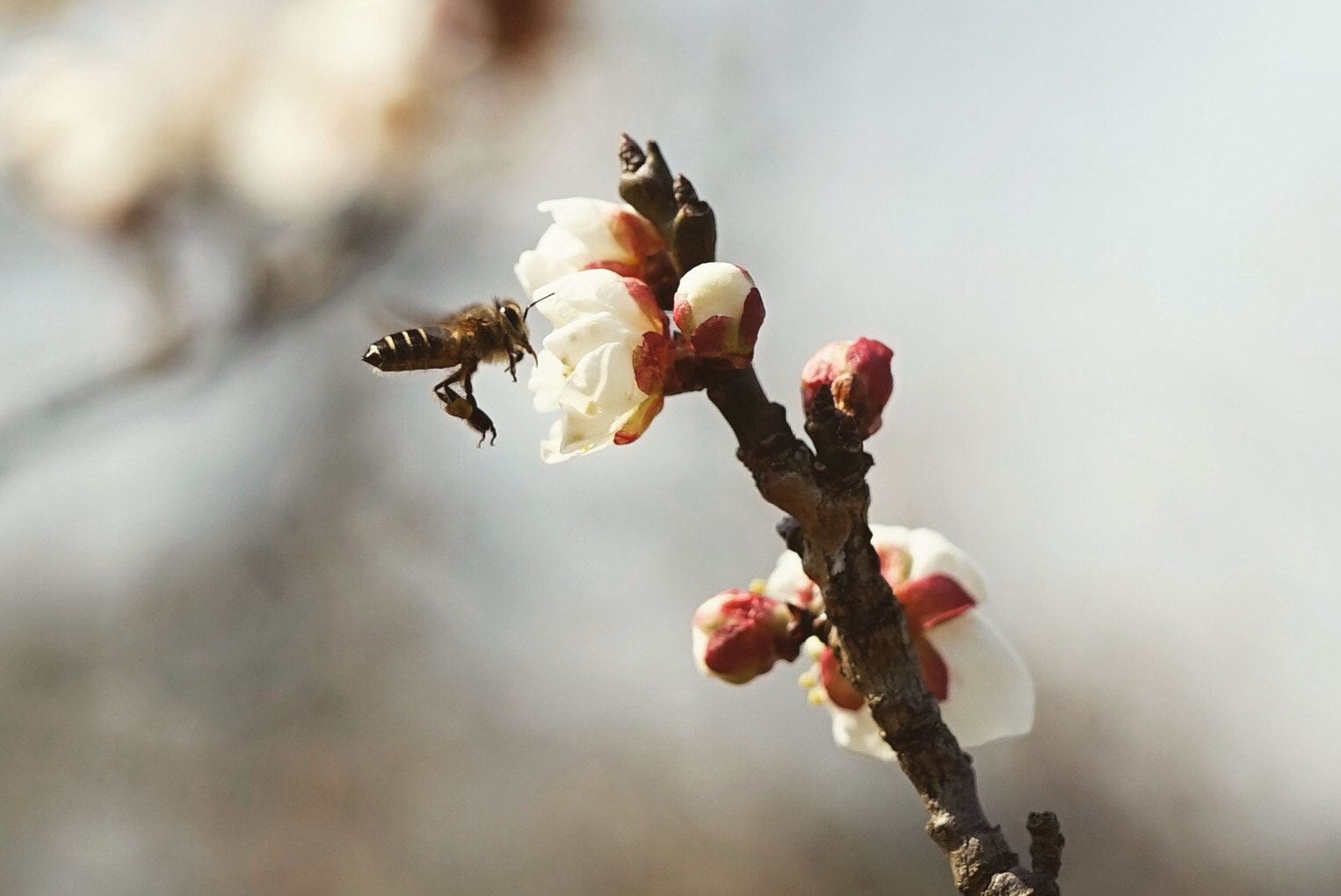 Sony a7 + Sony Planar T* FE 50mm F1.4 ZA sample photo