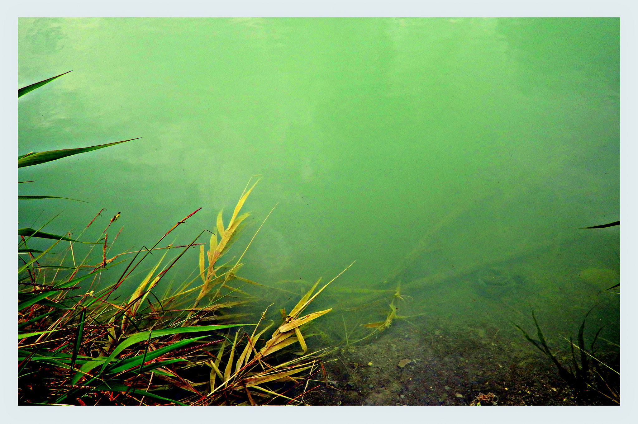 Ricoh WG-4 sample photo. Wee who see the deep photography