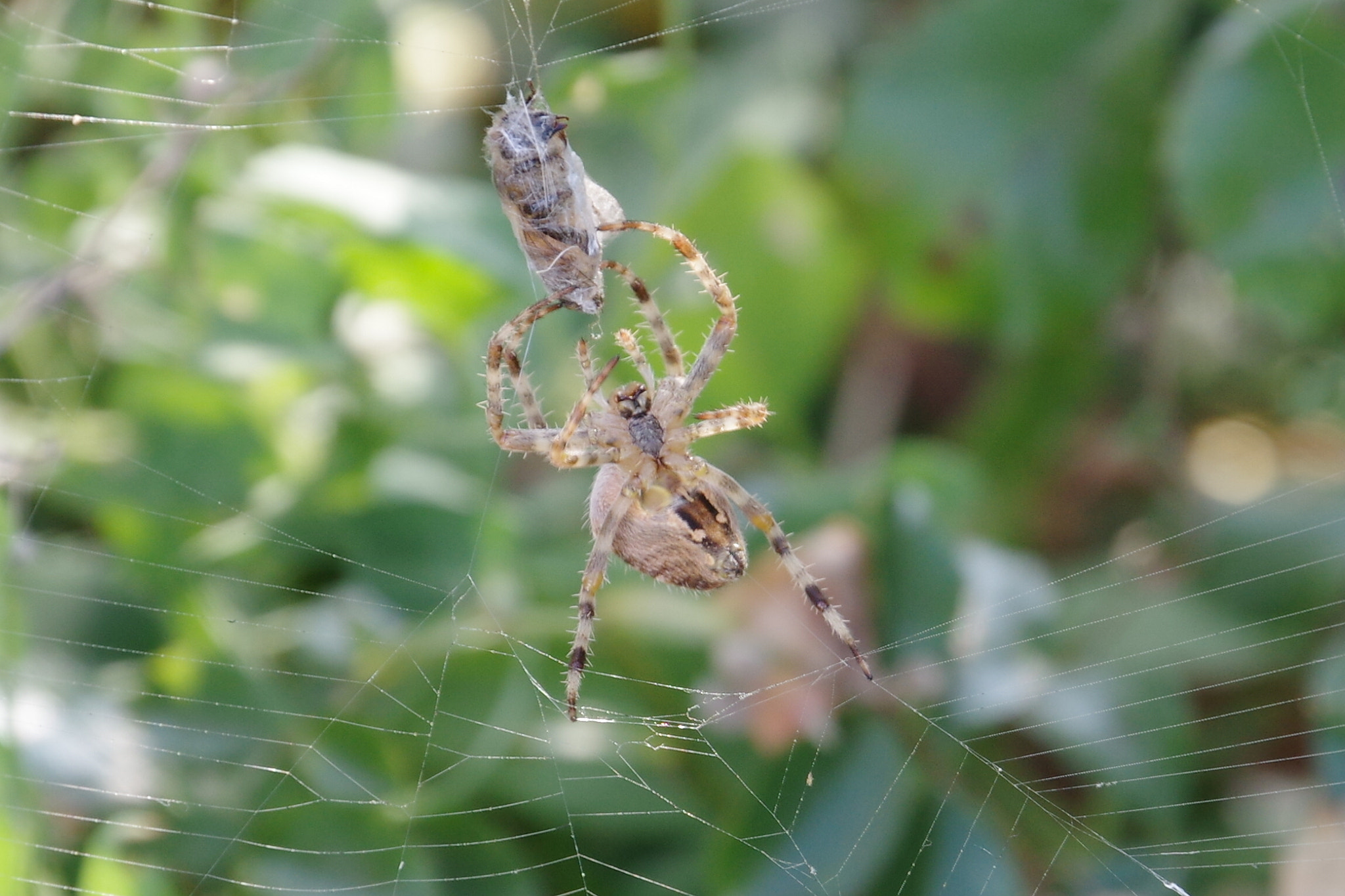 Pentax K-3 II sample photo. Acrobat photography