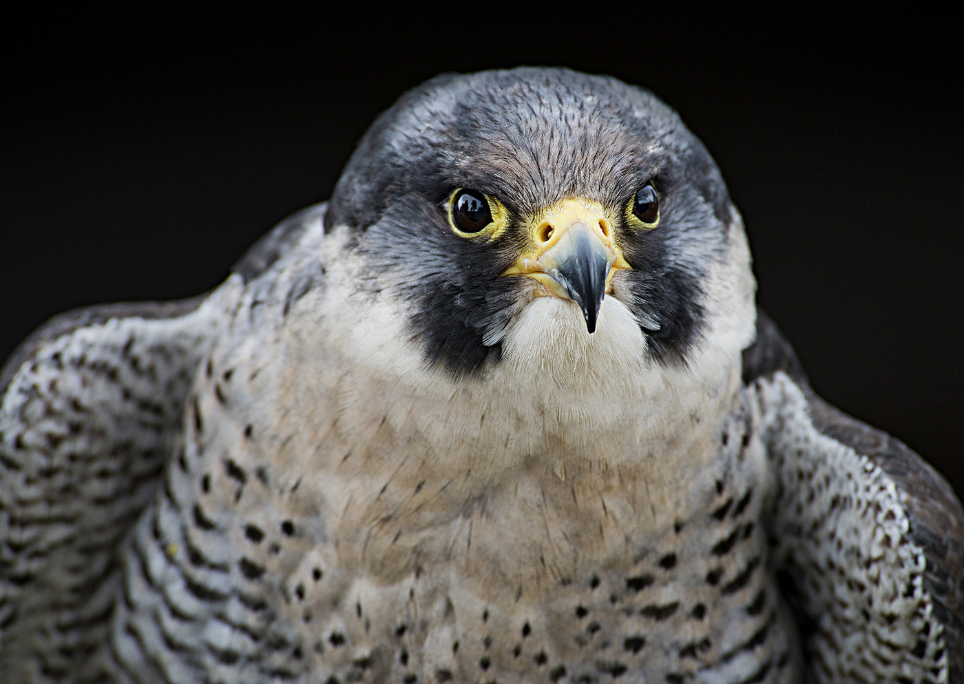 Nikon D800 sample photo. Peregrine falcon closeup photography