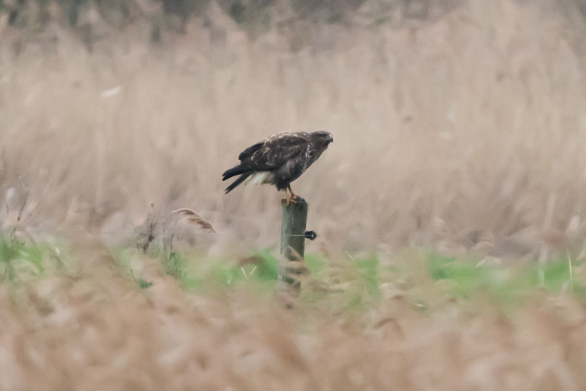 Sigma 150-600mm F5-6.3 DG OS HSM | C sample photo. Marsh harrier photography