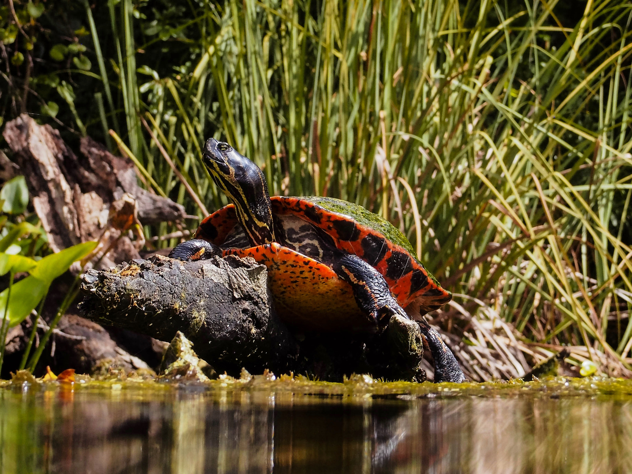 Olympus OM-D E-M5 sample photo. Cooter king of alexander springs photography
