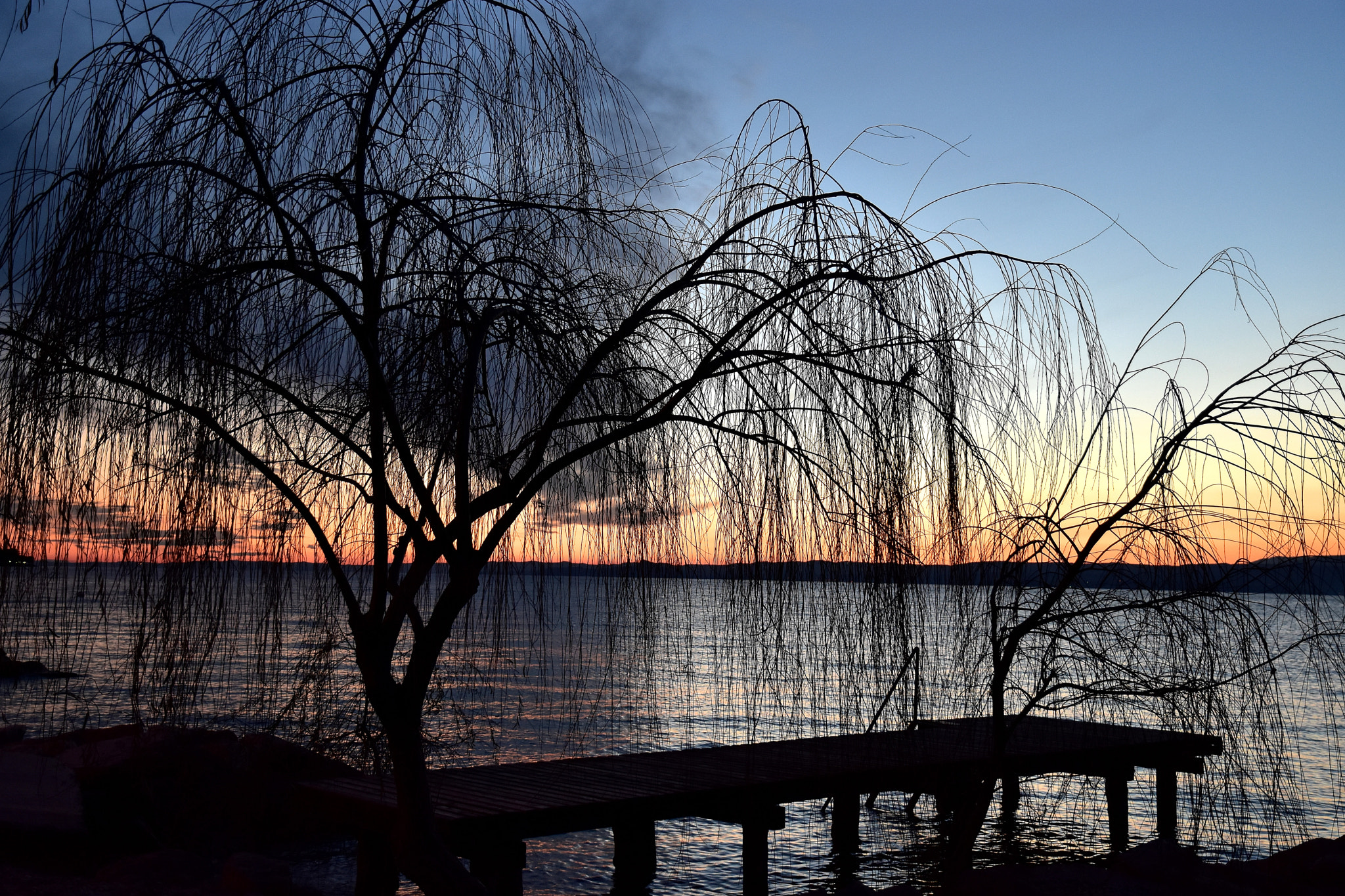 Nikon D7200 sample photo. Il salice sul lago photography