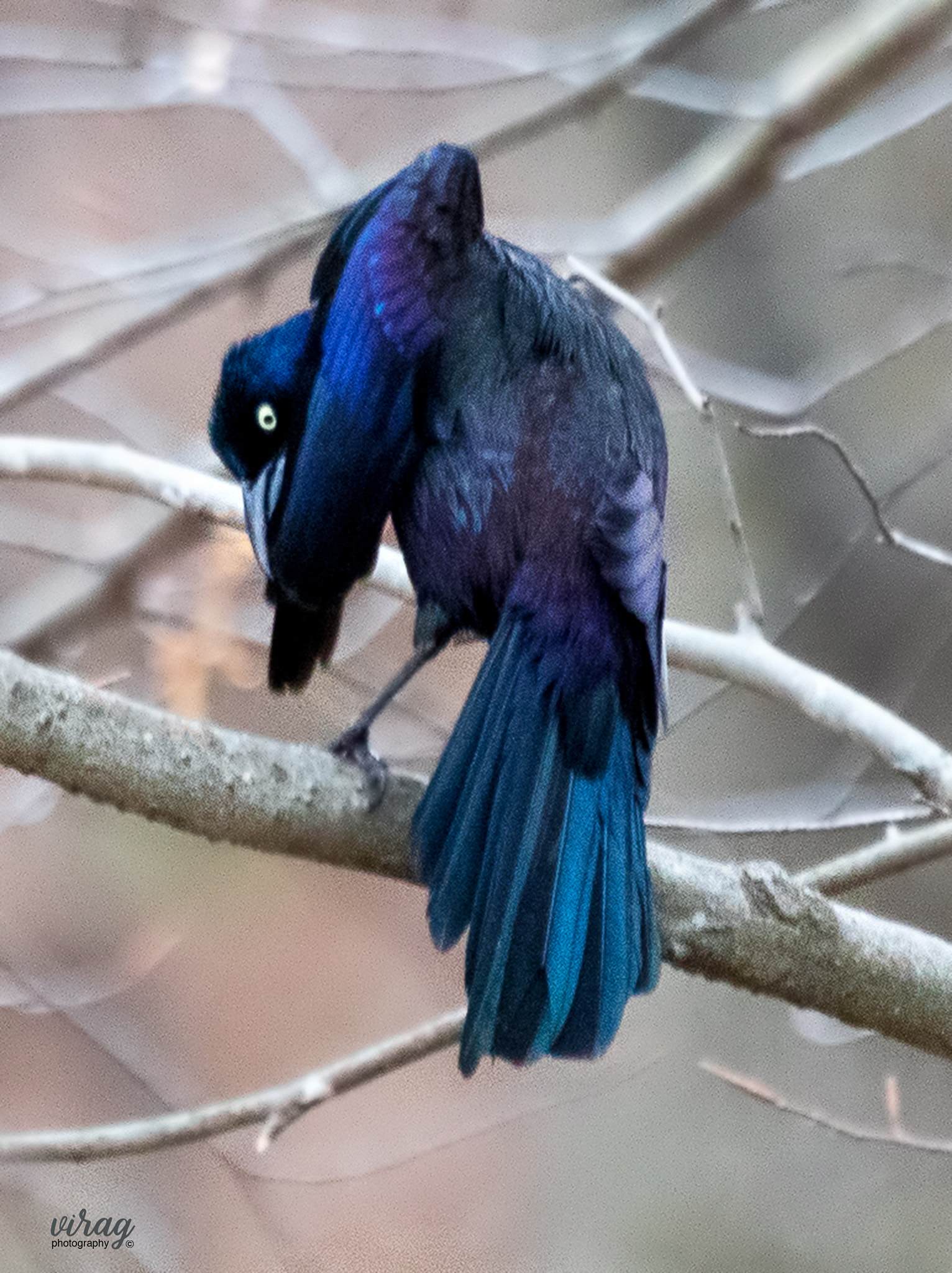 Canon EOS 5D Mark IV + Canon EF 100-400mm F4.5-5.6L IS USM sample photo. The common grackle photography