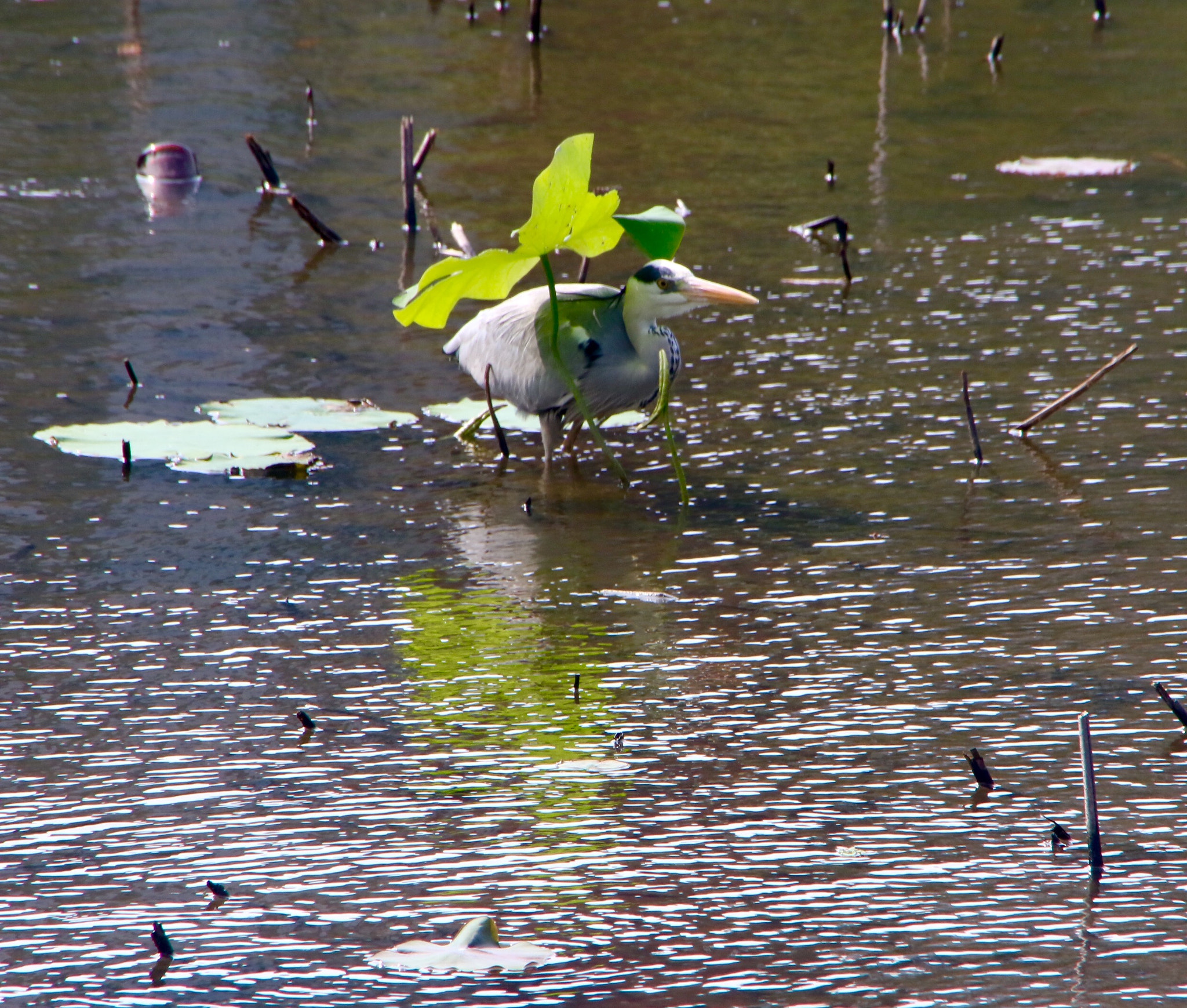 Canon 18-250mm sample photo. Smart photography