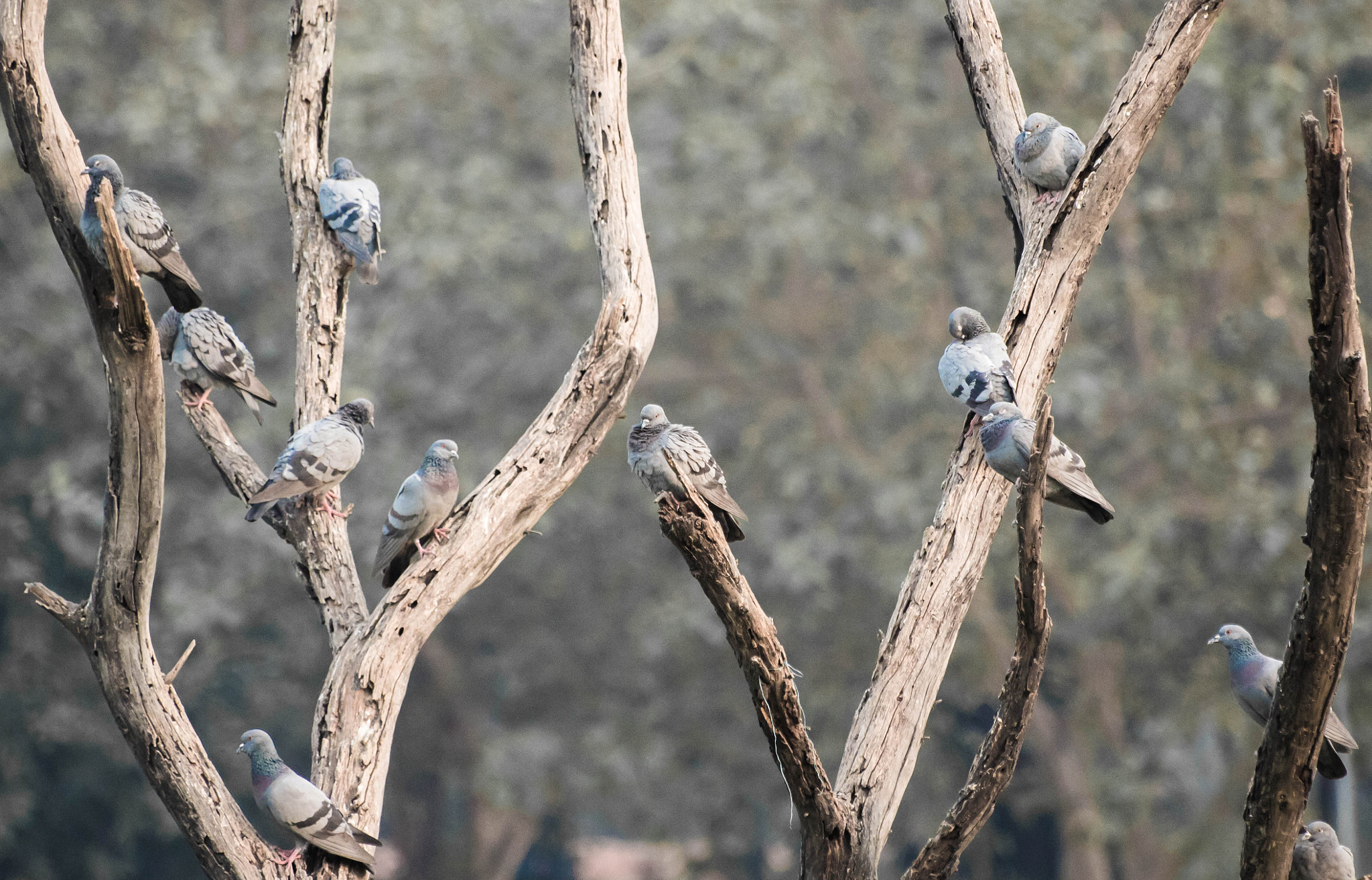 Canon EOS 1300D (EOS Rebel T6 / EOS Kiss X80) sample photo. Pigeons... photography