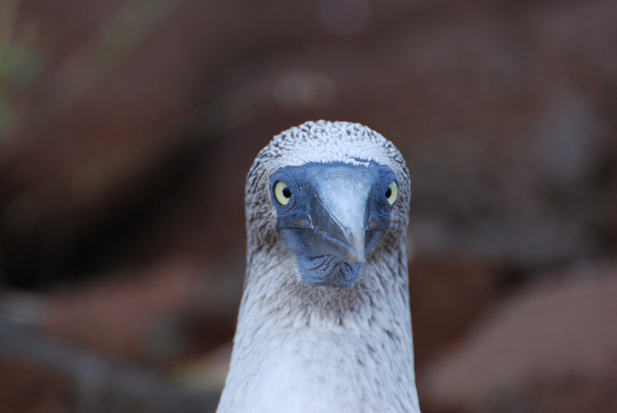 Nikon D80 sample photo. Blue footed booby photography