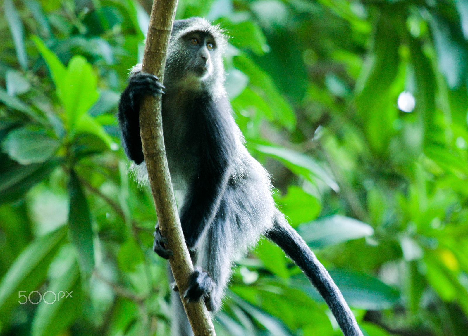 Canon EF 100-400mm F4.5-5.6L IS USM sample photo. Blue monkey photography