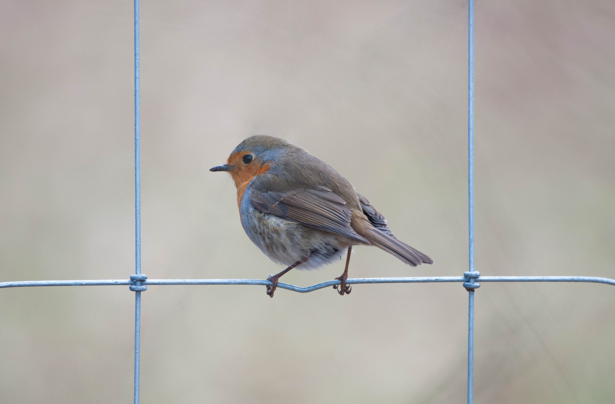 Sigma 150-600mm F5-6.3 DG OS HSM | C sample photo. Robin photography