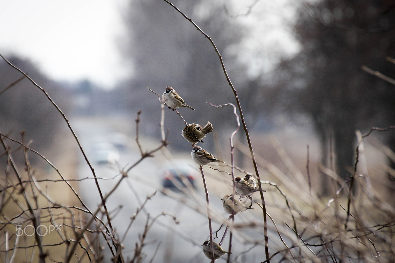 Tamron SP 35mm F1.8 Di VC USD sample photo. Resting place photography