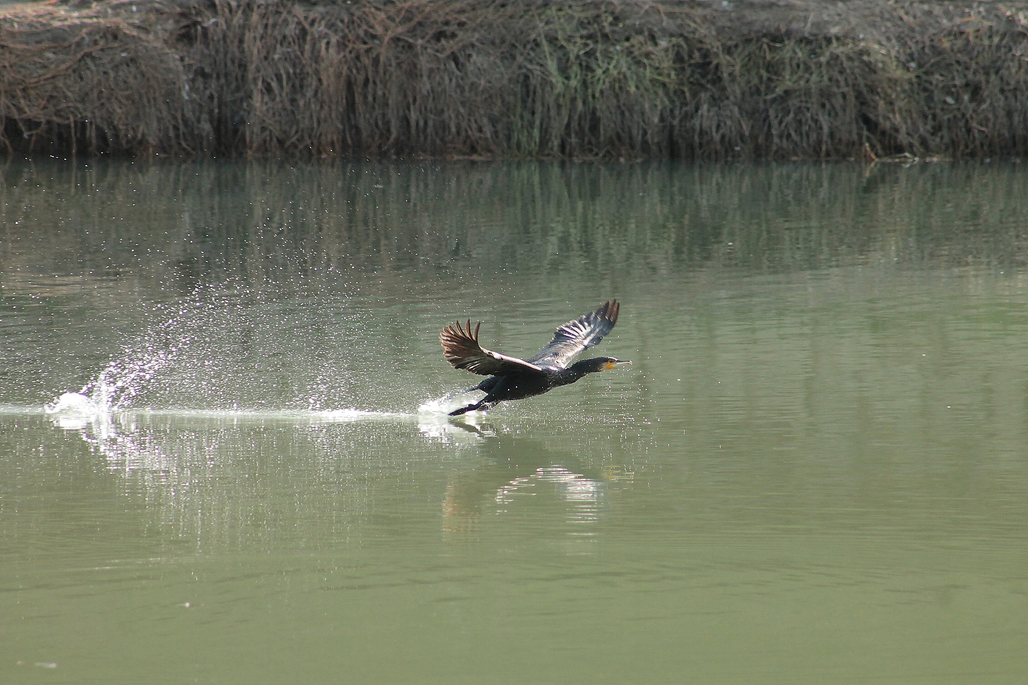 Canon EF75-300mm f/4-5.6 sample photo. Cormonan gliding photography