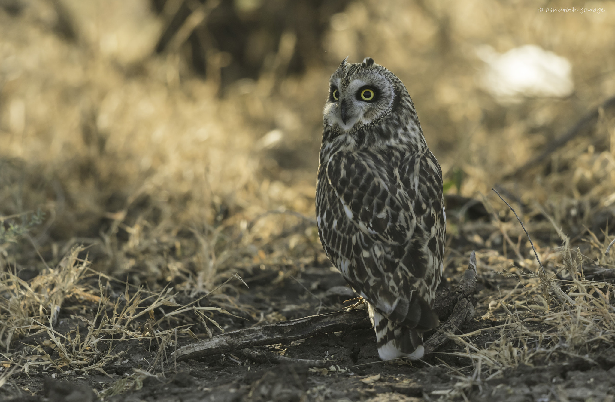 Canon EOS 7D Mark II + Canon EF 500mm F4L IS II USM sample photo. Short ear owl photography