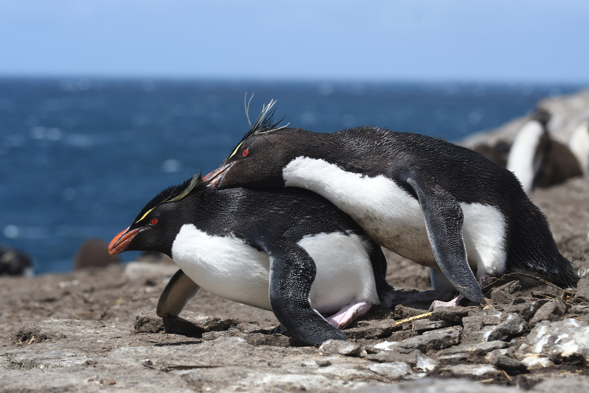 Nikon D500 sample photo. Rockhopper penguins photography