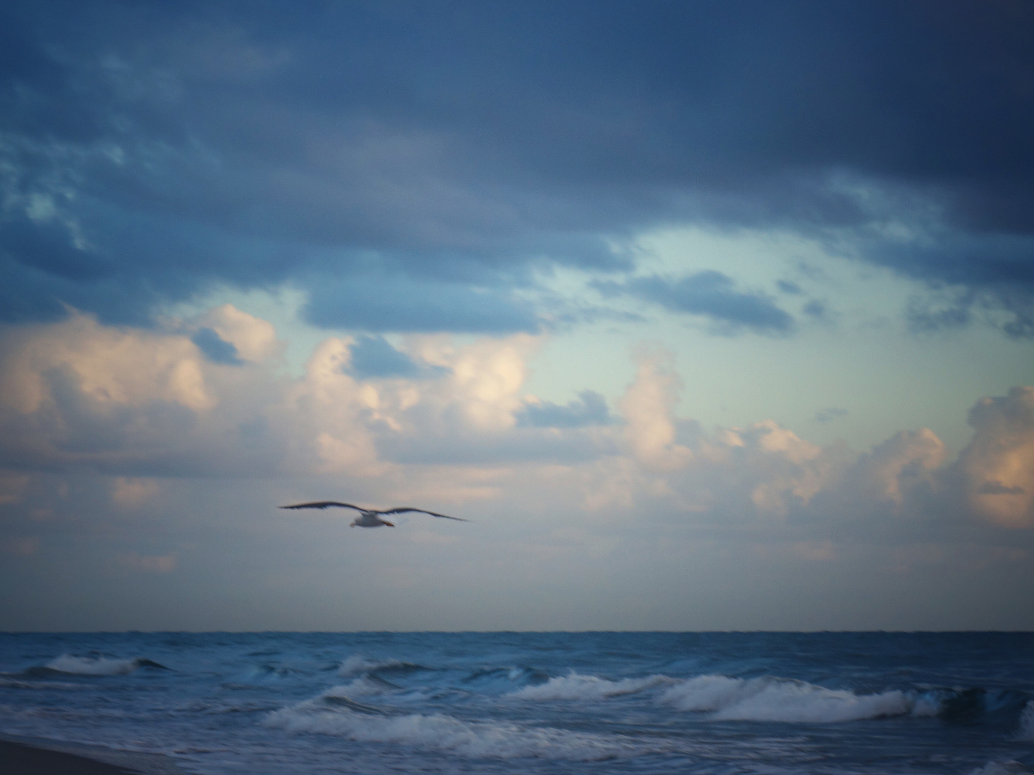 Sony Cyber-shot DSC-RX100 II + Sony 28-100mm F1.8-4.9 sample photo. Seagull flying photography