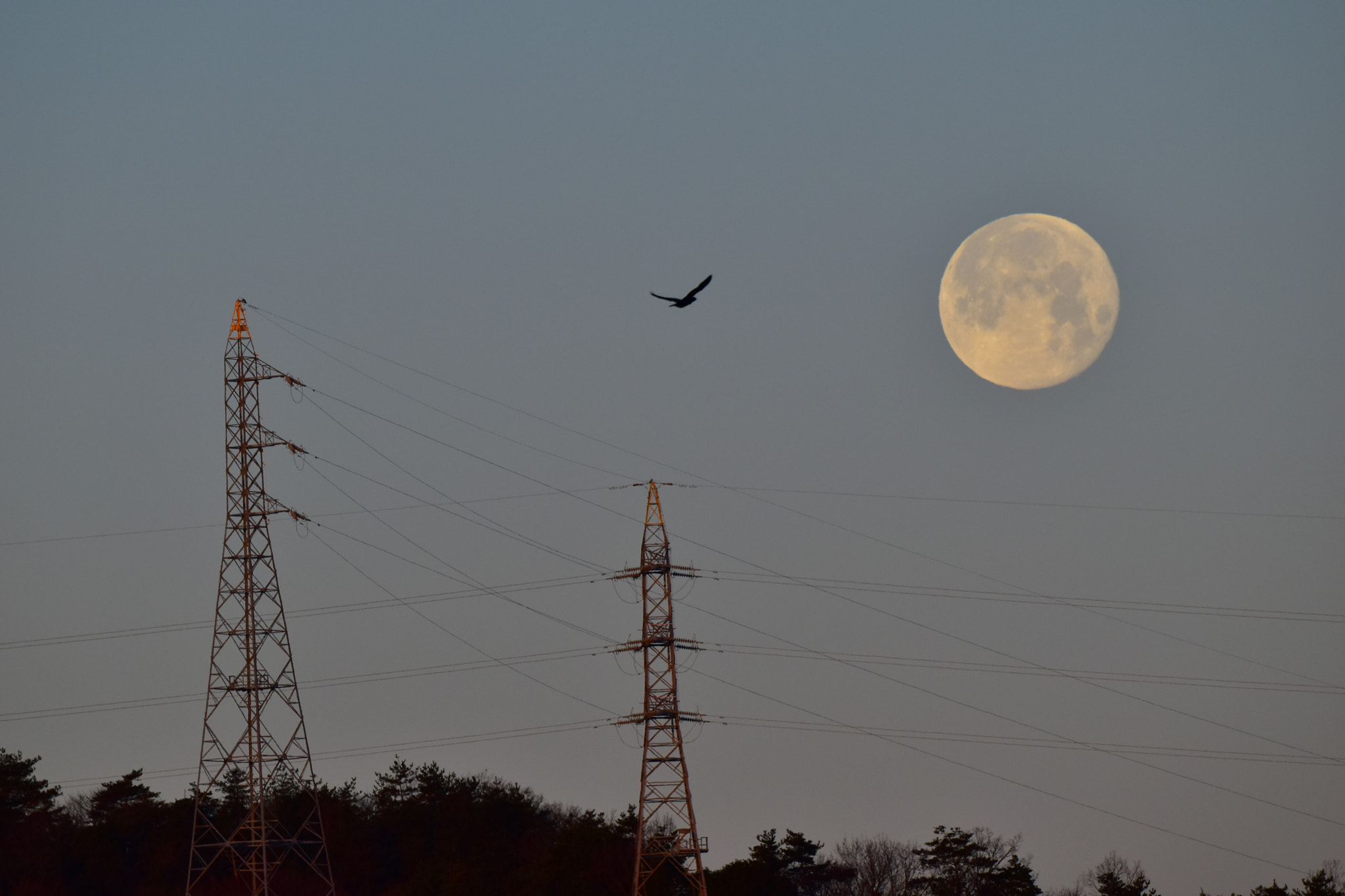 Nikon D5500 sample photo. Good morning photography