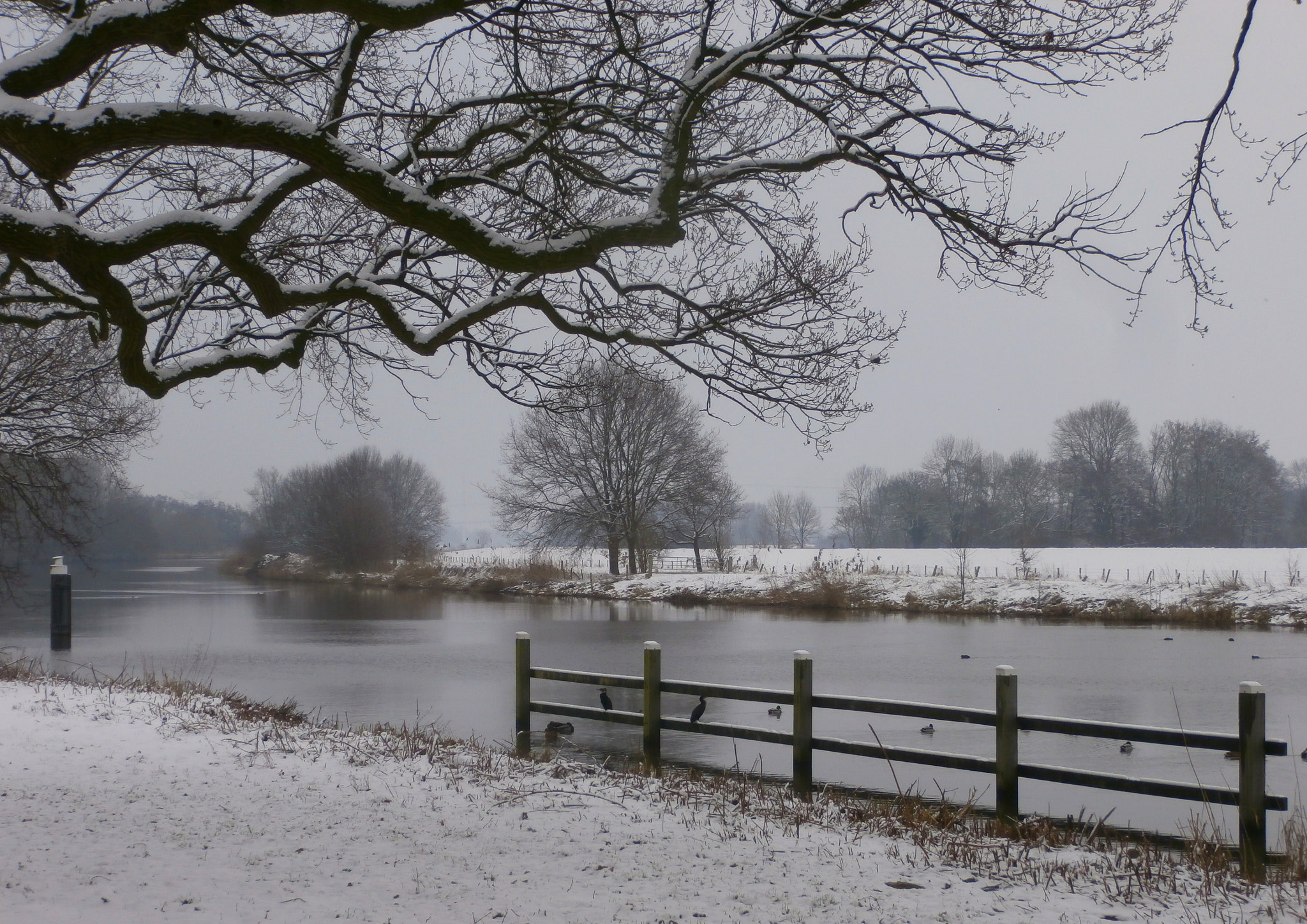 Olympus VR340,D750 sample photo. Grey snow day. photography