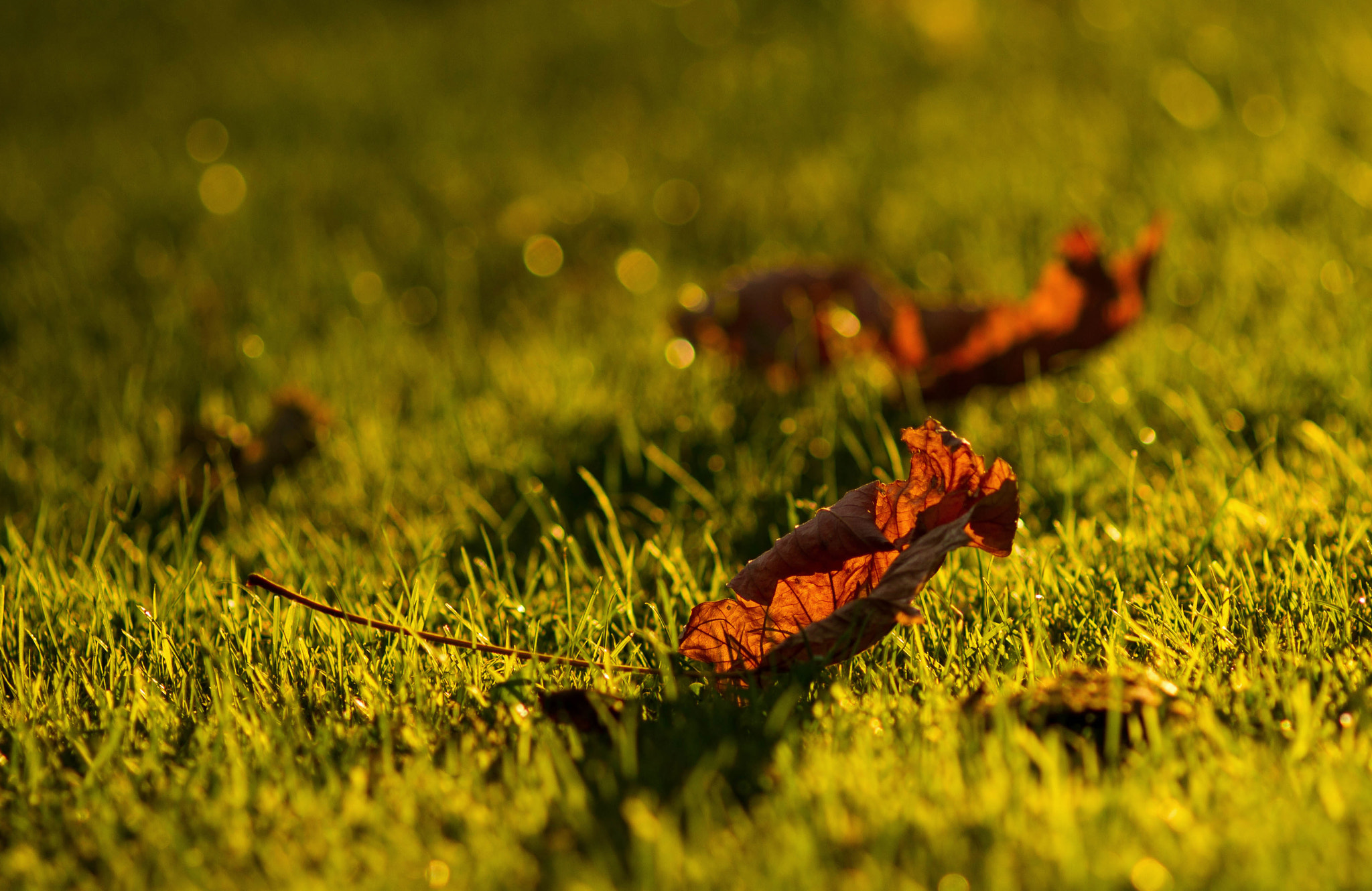 Canon EOS 7D + Canon EF 200mm F2.8L II USM sample photo. Herbst photography