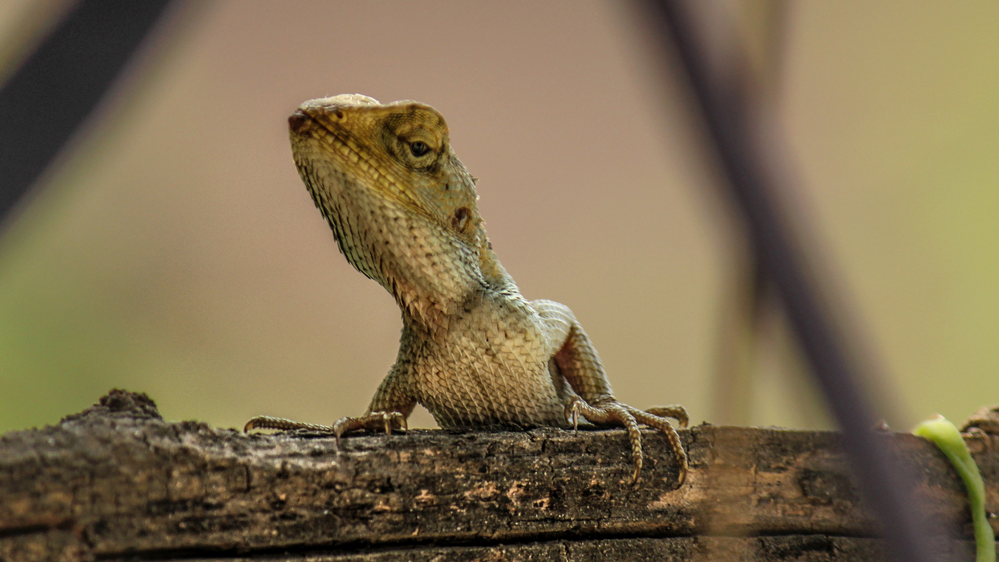 Canon EF-S 55-250mm F4-5.6 IS sample photo. Lazy eyes! photography