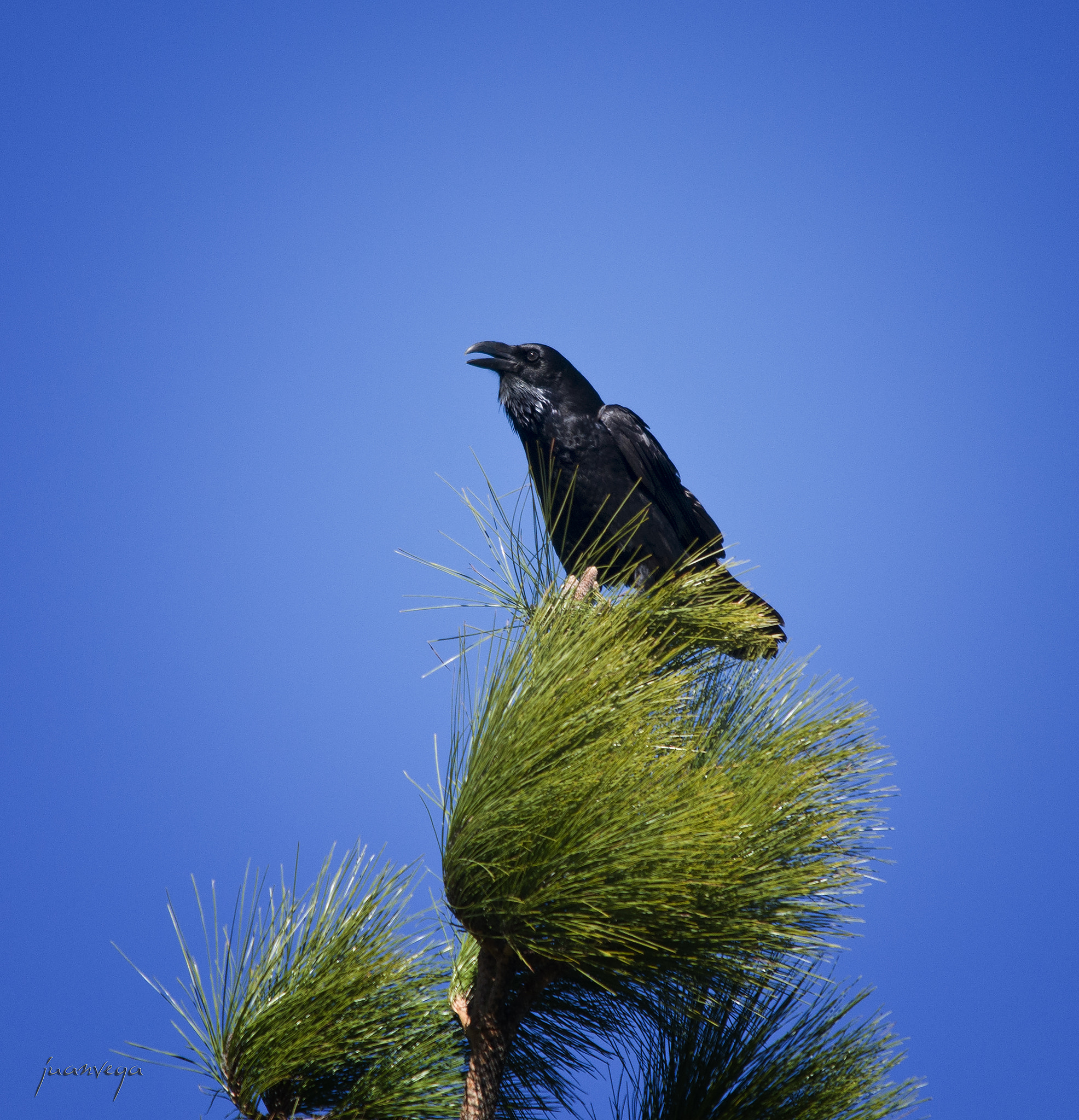 Sigma 150-500mm F5-6.3 DG OS HSM sample photo. Cuervo photography