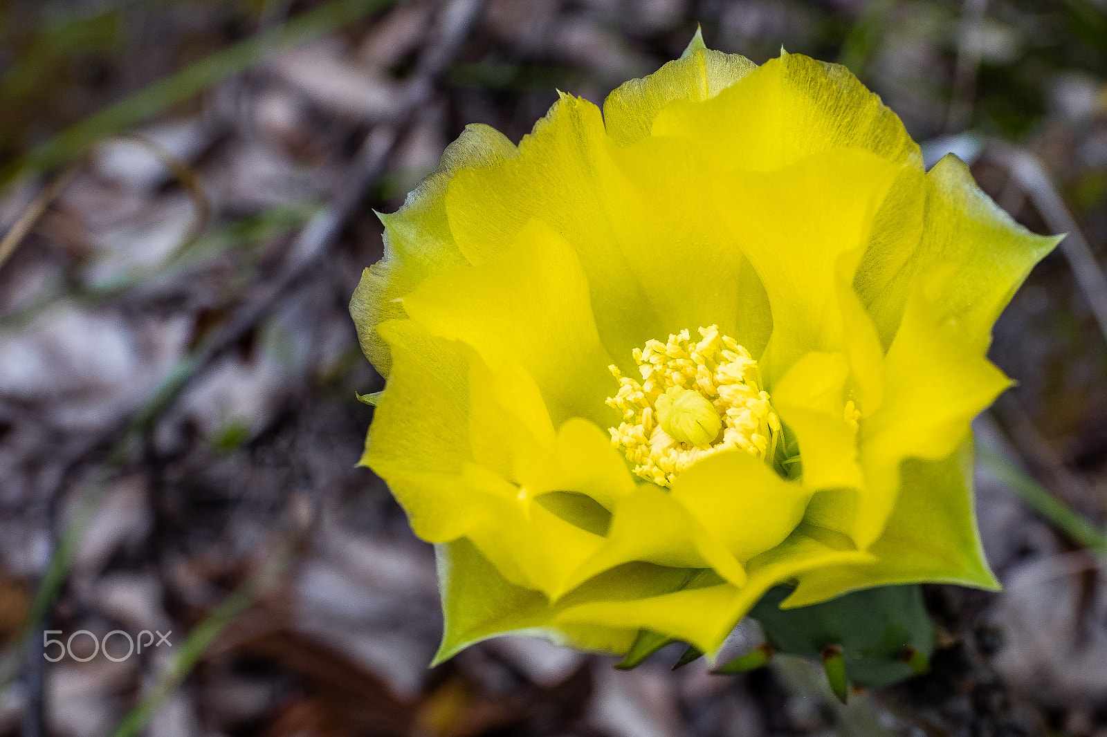 Fujifilm X-T1 + ZEISS Touit 50mm F2.8 sample photo. A flower photography