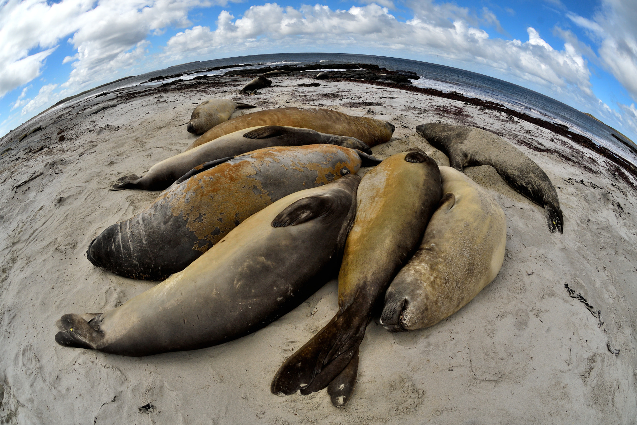 Nikon AF DX Fisheye-Nikkor 10.5mm F2.8G ED sample photo. Resting southern elephant seals photography