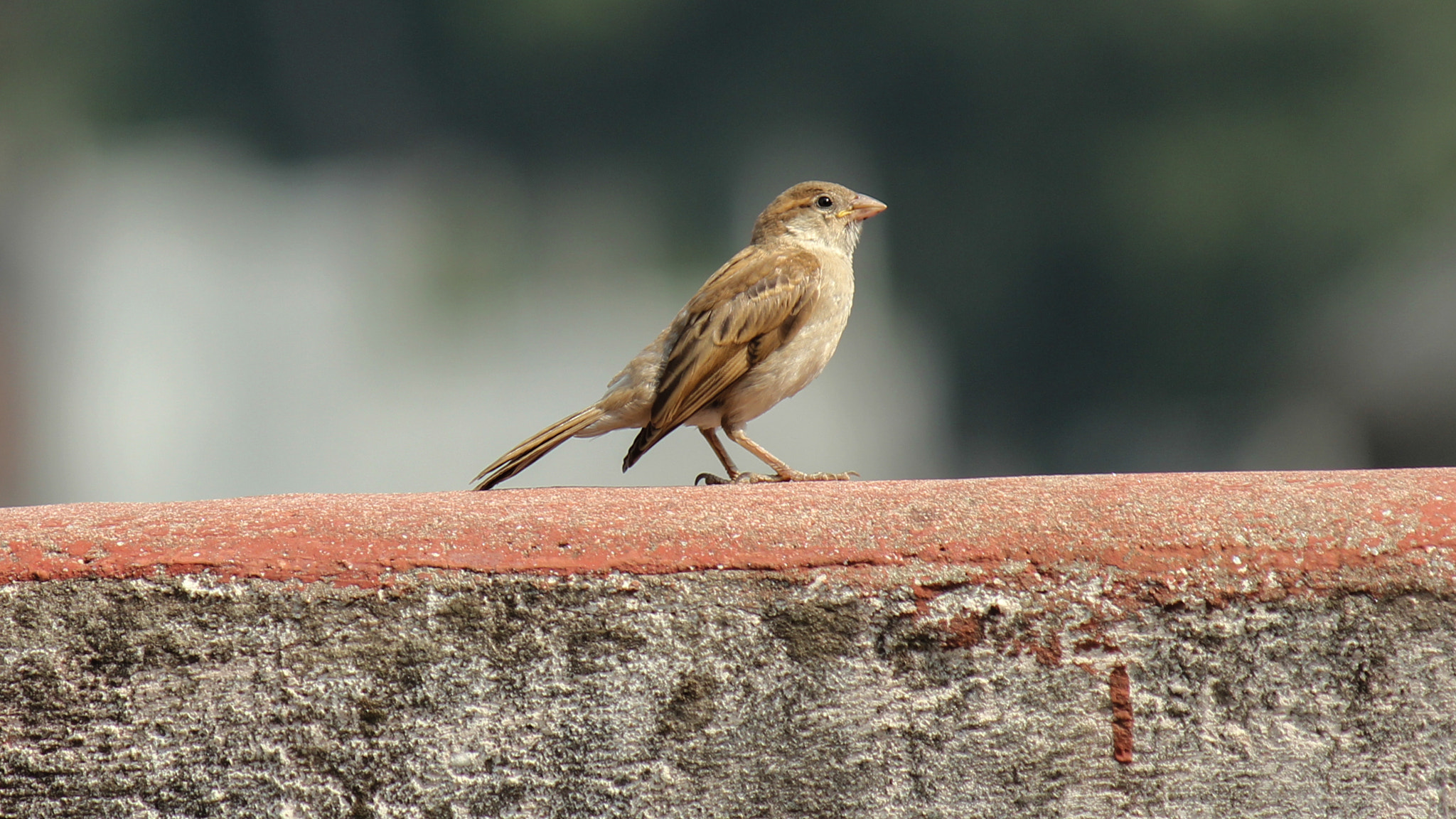 Canon EF-S 55-250mm F4-5.6 IS sample photo. Jack sparrow photography
