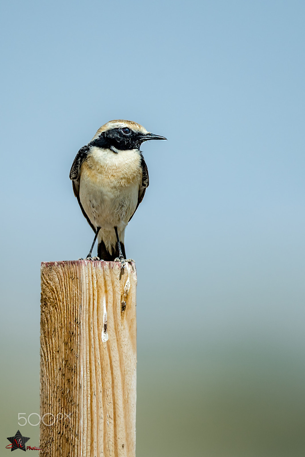 Nikon AF-S Nikkor 600mm F4E FL ED VR sample photo. Desert wheatear photography