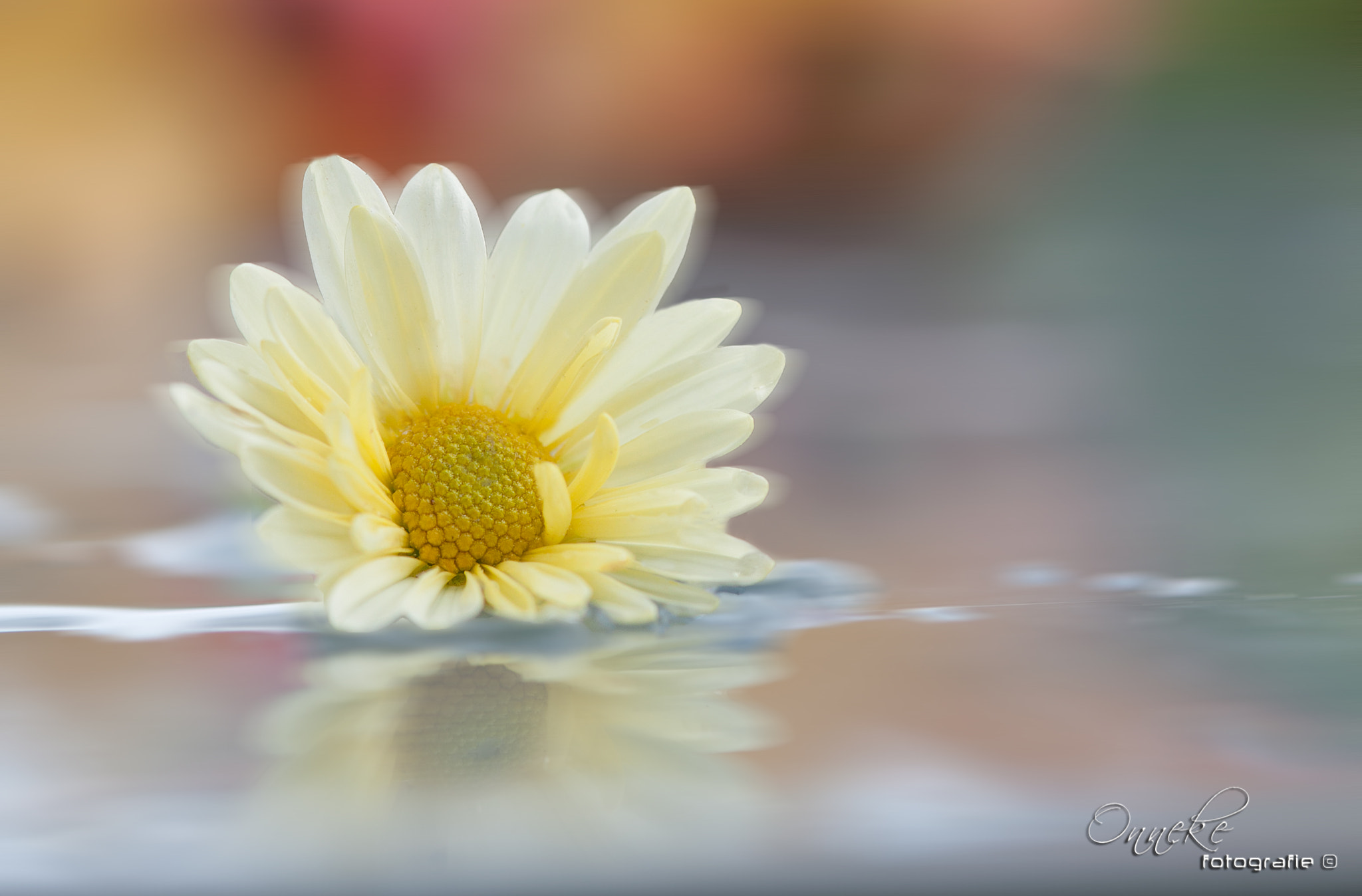 Canon EF 100mm F2.8 Macro USM sample photo. Flowerpower photography