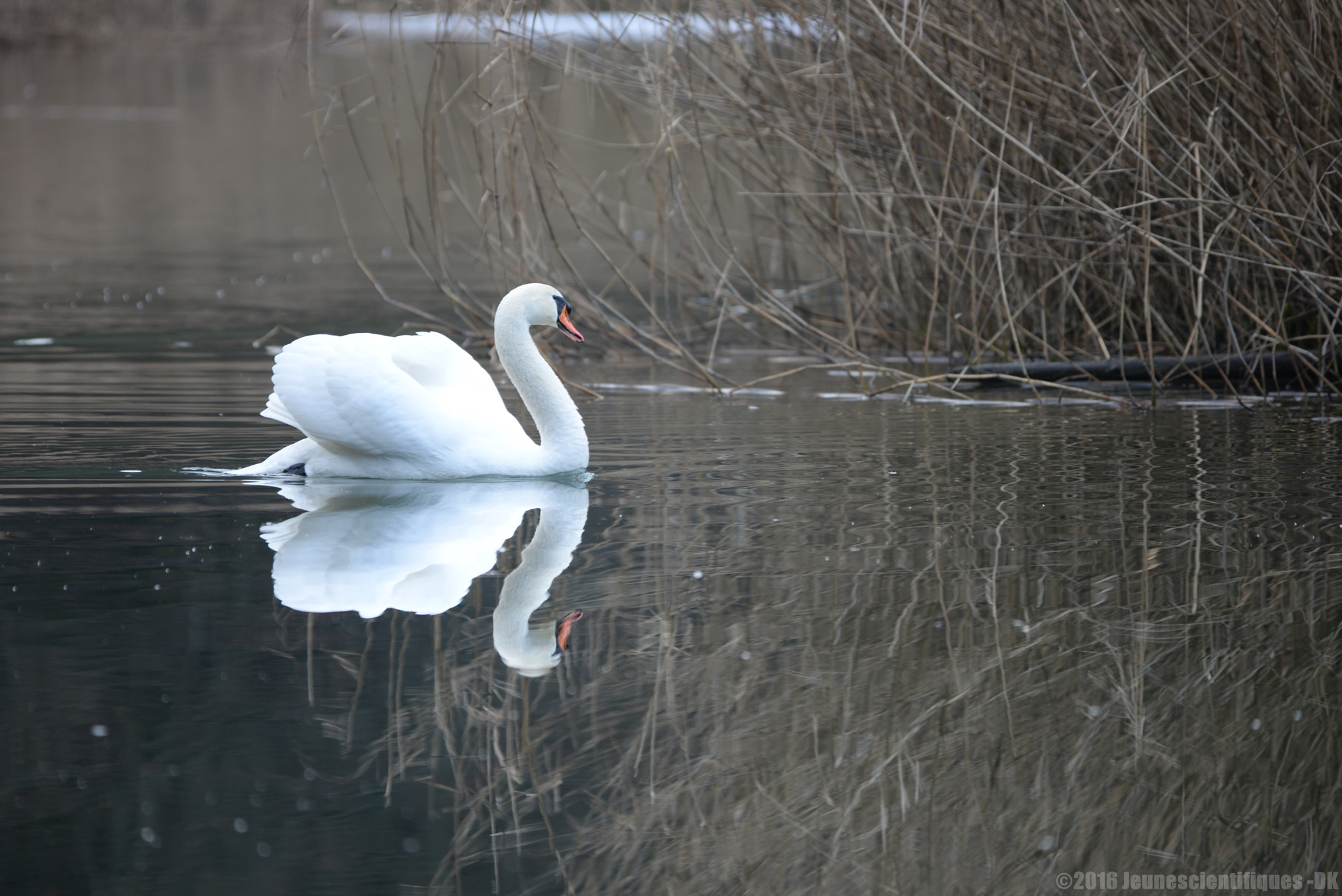 Sigma 150-500mm F5-6.3 DG OS HSM sample photo. Cygne tuberculé (cygnus olor) photography