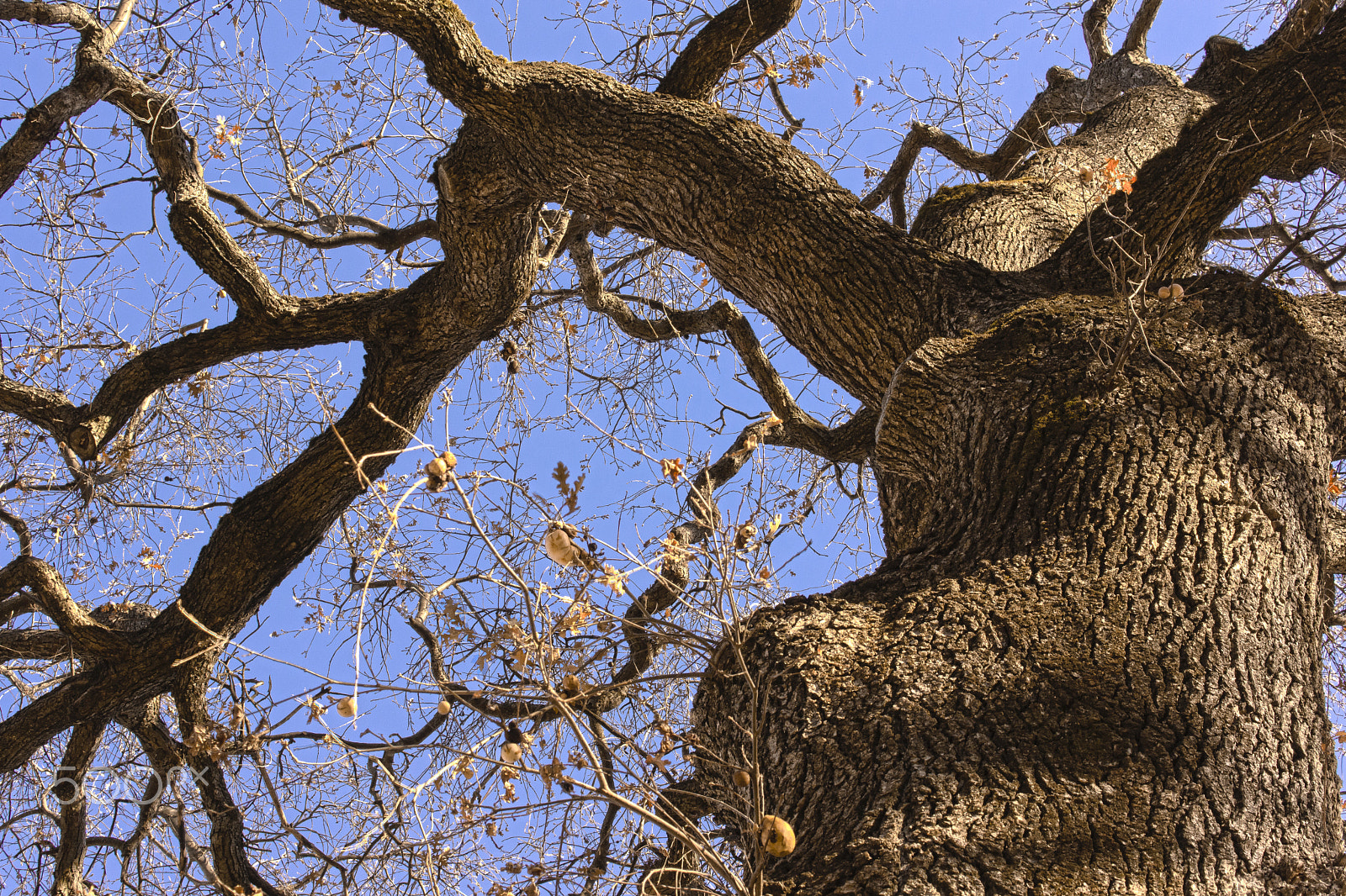 Sony SLT-A65 (SLT-A65V) sample photo. Gnarly oak photography