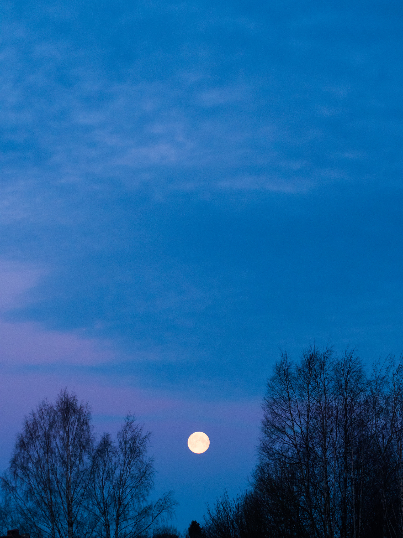 Olympus OM-D E-M5 II + Olympus M.Zuiko ED 75-300mm F4.8-6.7 II sample photo. Moon setting between dead trees photography