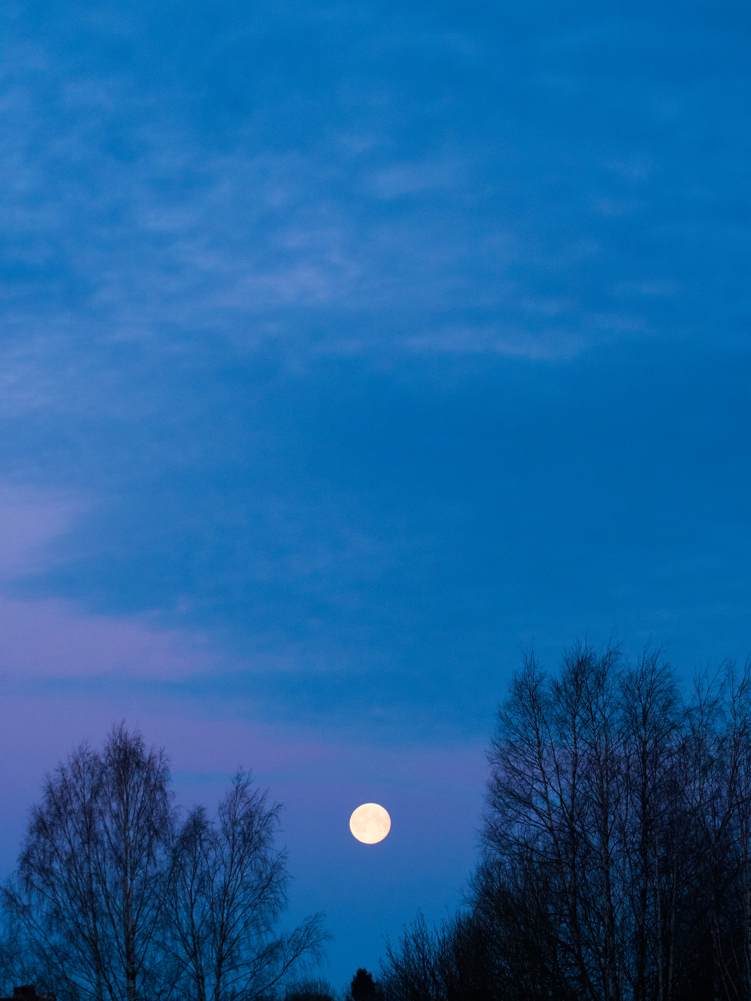 Olympus OM-D E-M5 II sample photo. Moon setting between dead trees photography