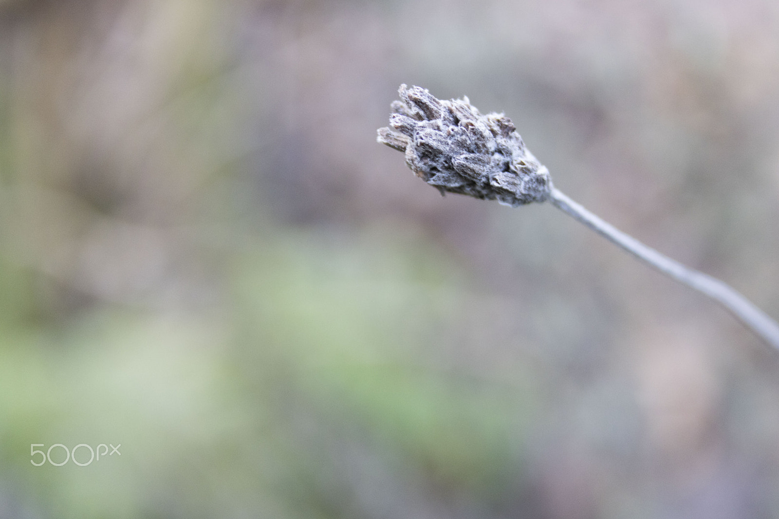 Canon EF-S 18-55mm F3.5-5.6 II sample photo. Lavender photography