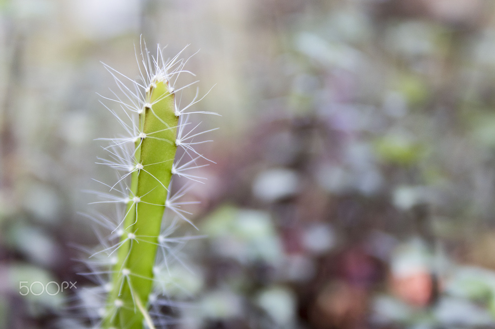 Canon EF-S 18-55mm F3.5-5.6 II sample photo. Cactus photography