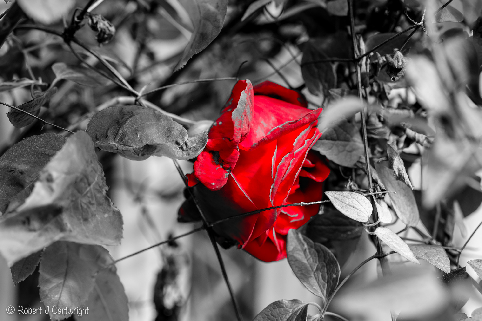 Fujifilm X-T1 + Fujifilm XF 60mm F2.4 R Macro sample photo. Red rose photography