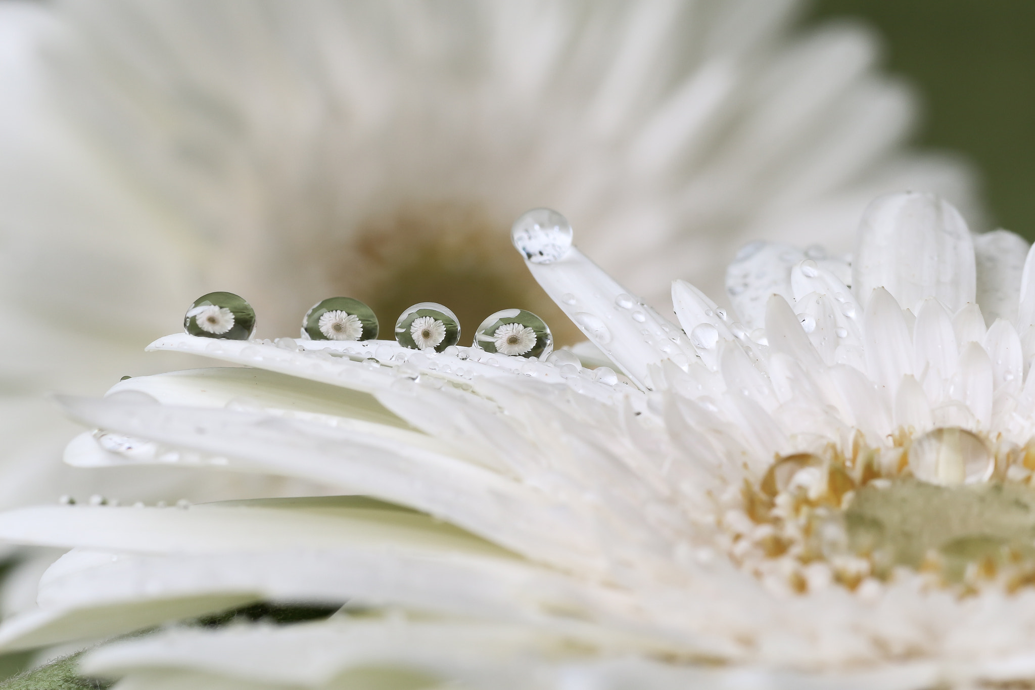 Canon EOS 650D (EOS Rebel T4i / EOS Kiss X6i) + Tamron SP AF 90mm F2.8 Di Macro sample photo. Flower droplets photography