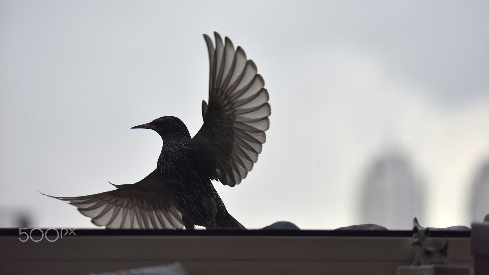 Sigma 150-500mm F5-6.3 DG OS HSM sample photo. Starling photography