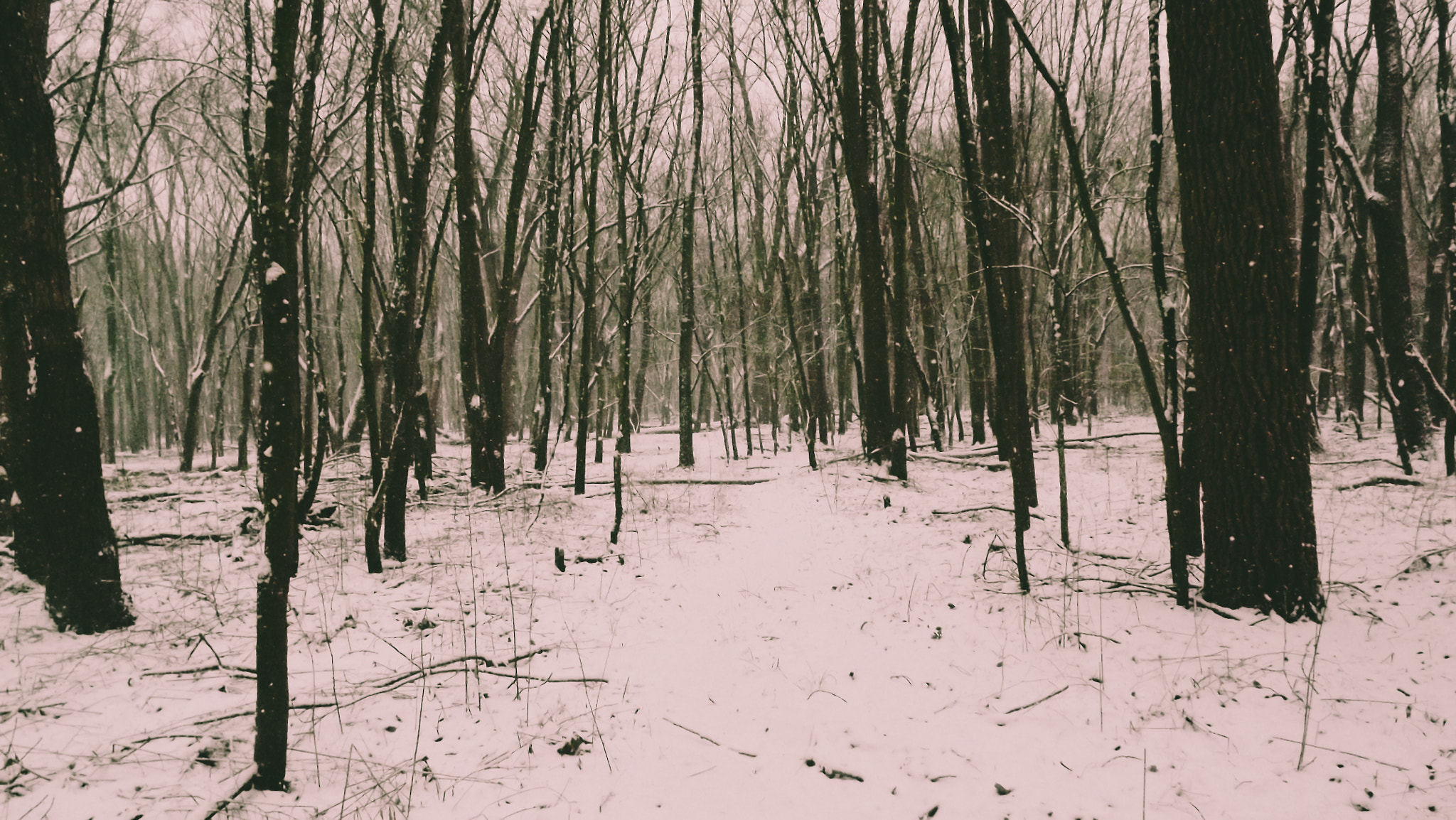 Fujifilm FinePix S3400 sample photo. Snowytreepatch photography