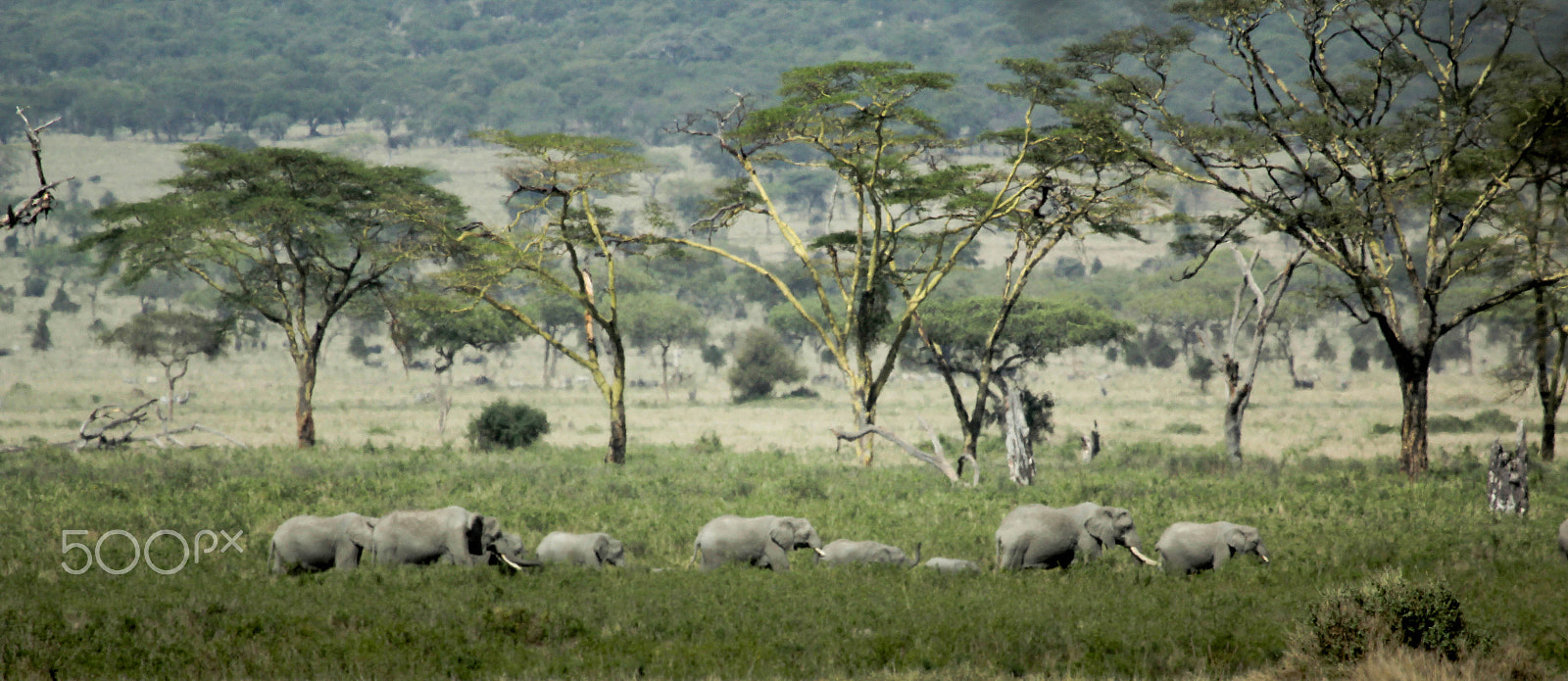 Canon EF 100-400mm F4.5-5.6L IS USM sample photo. African elephants photography