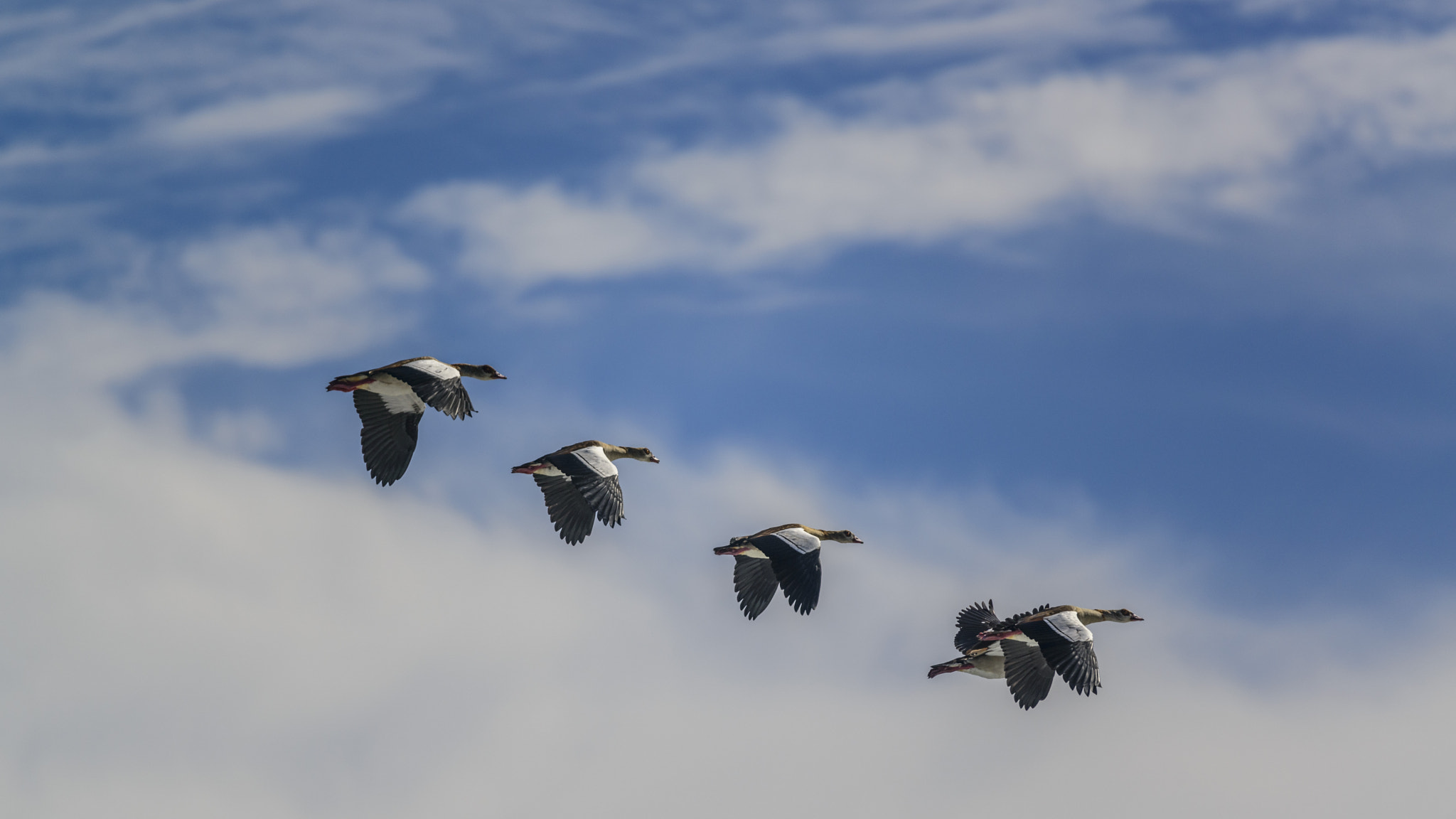 Nikon Nikkor AF-S 300mm F4E PF ED VR sample photo. Geese photography