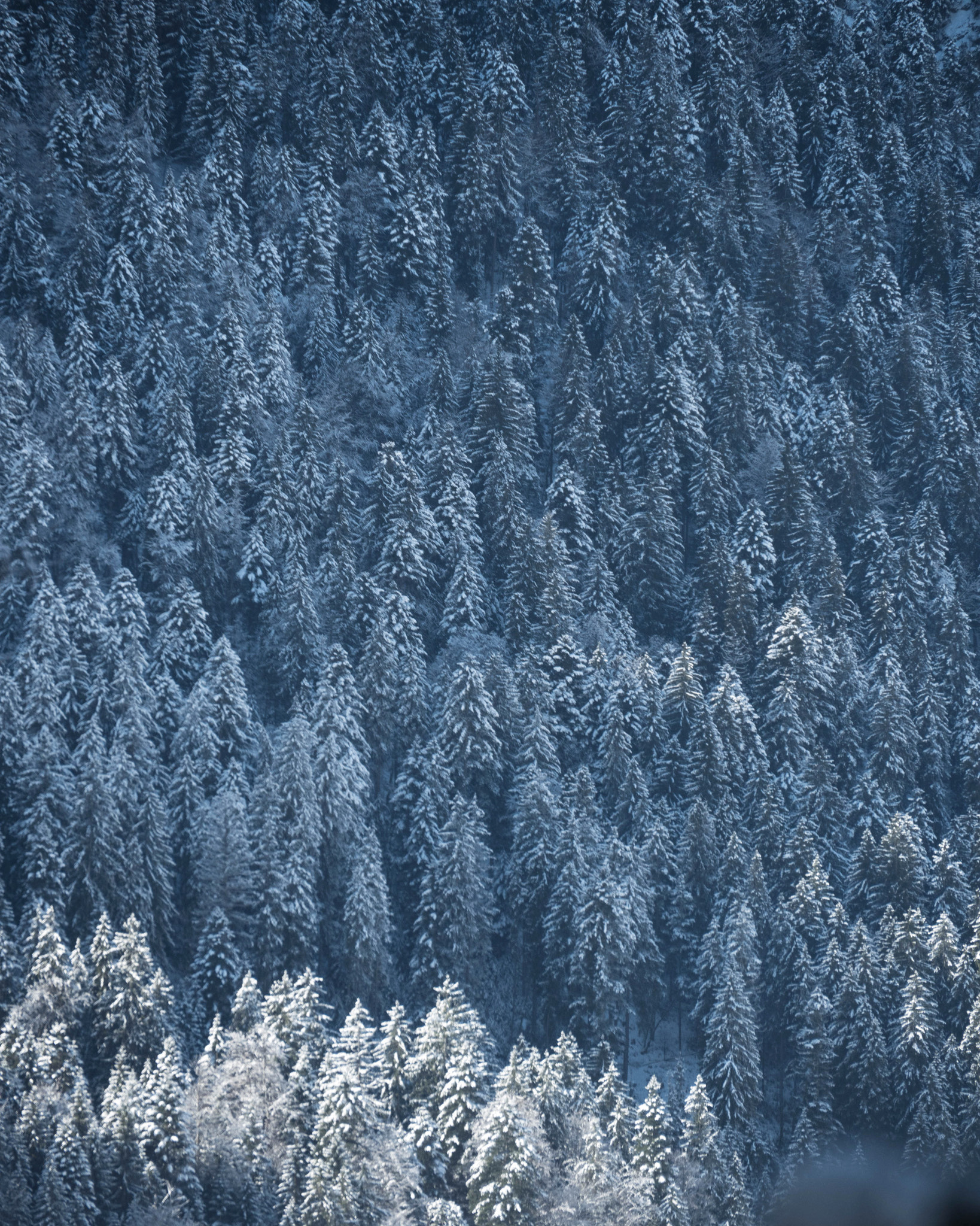 Panasonic Lumix DMC-GH4 sample photo. Snowy forest ❄️ photography