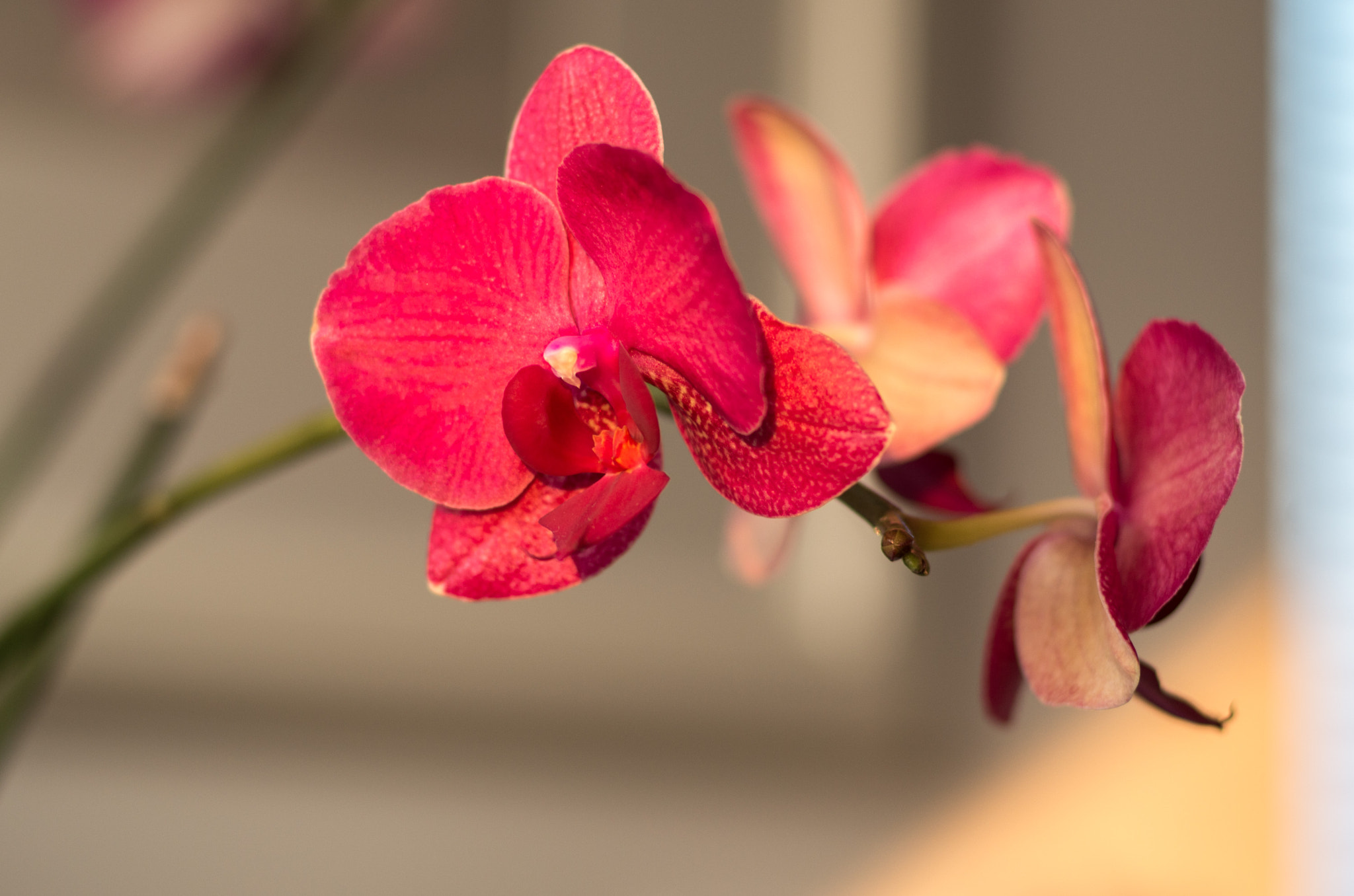 Pentax K-500 + Pentax smc FA 77mm 1.8 Limited sample photo. Kissed by sun photography